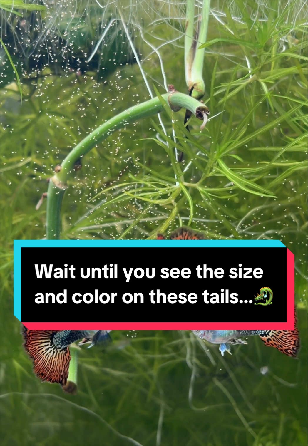 @eastcoastguppy
