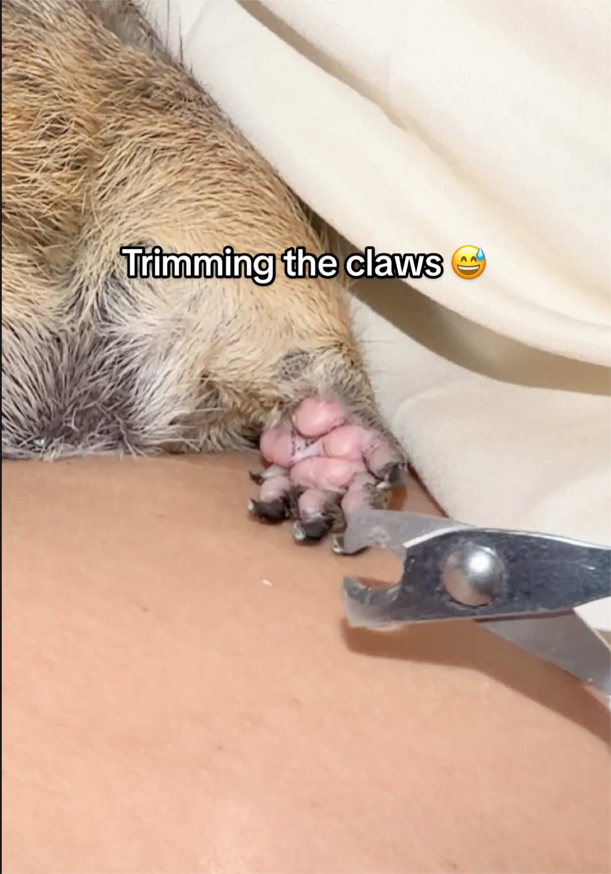 @Poppy the Prairie Dog