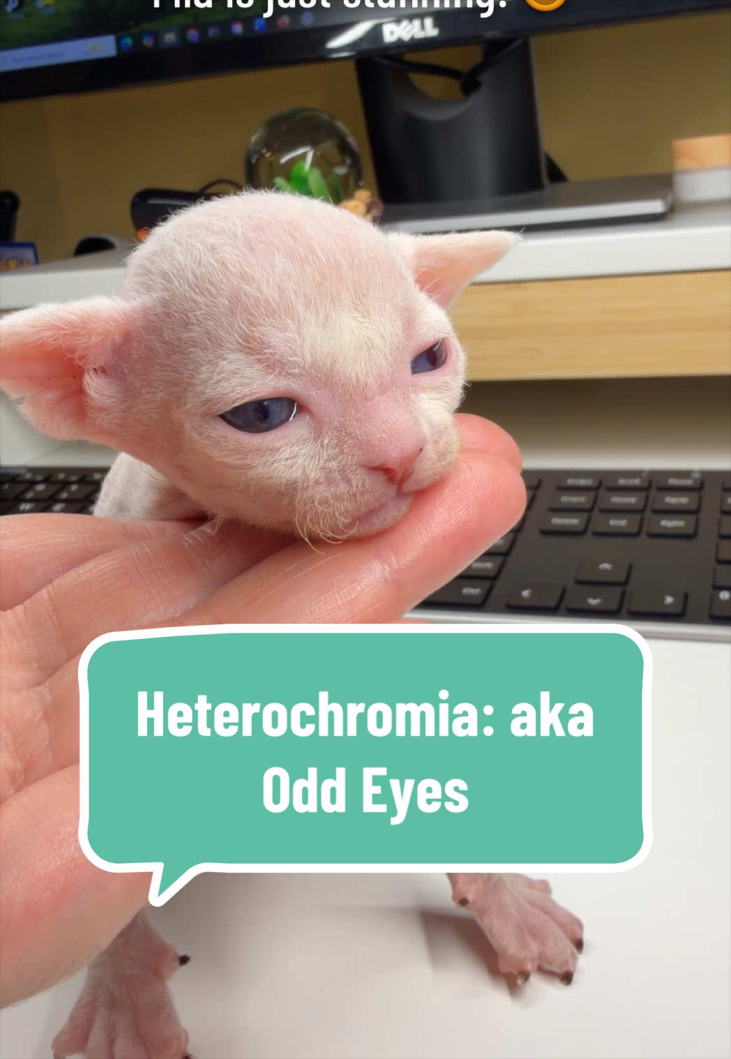 @Boba’s Buds Minskin Cats