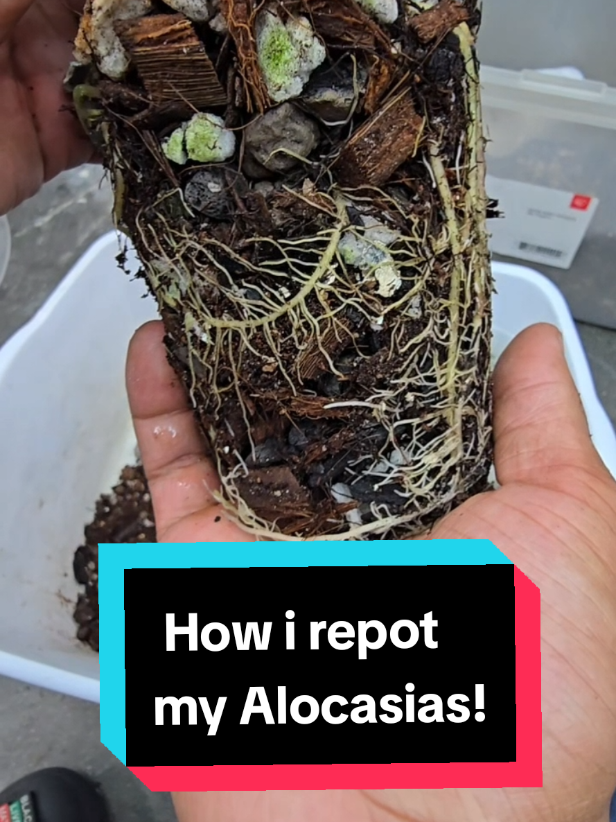 @LecaMagic