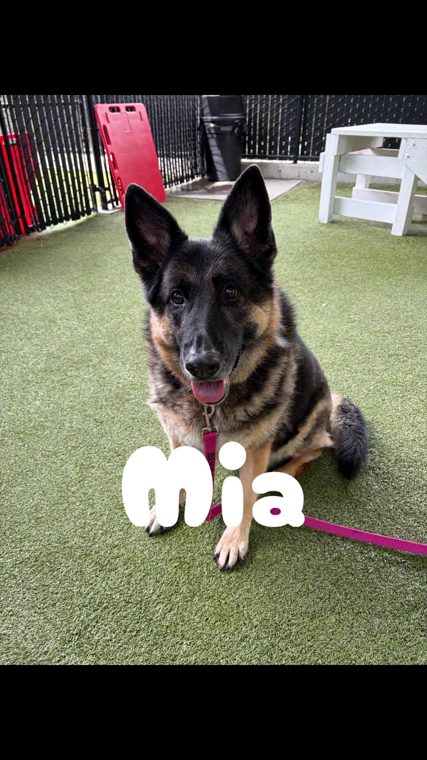 @Seattle Humane