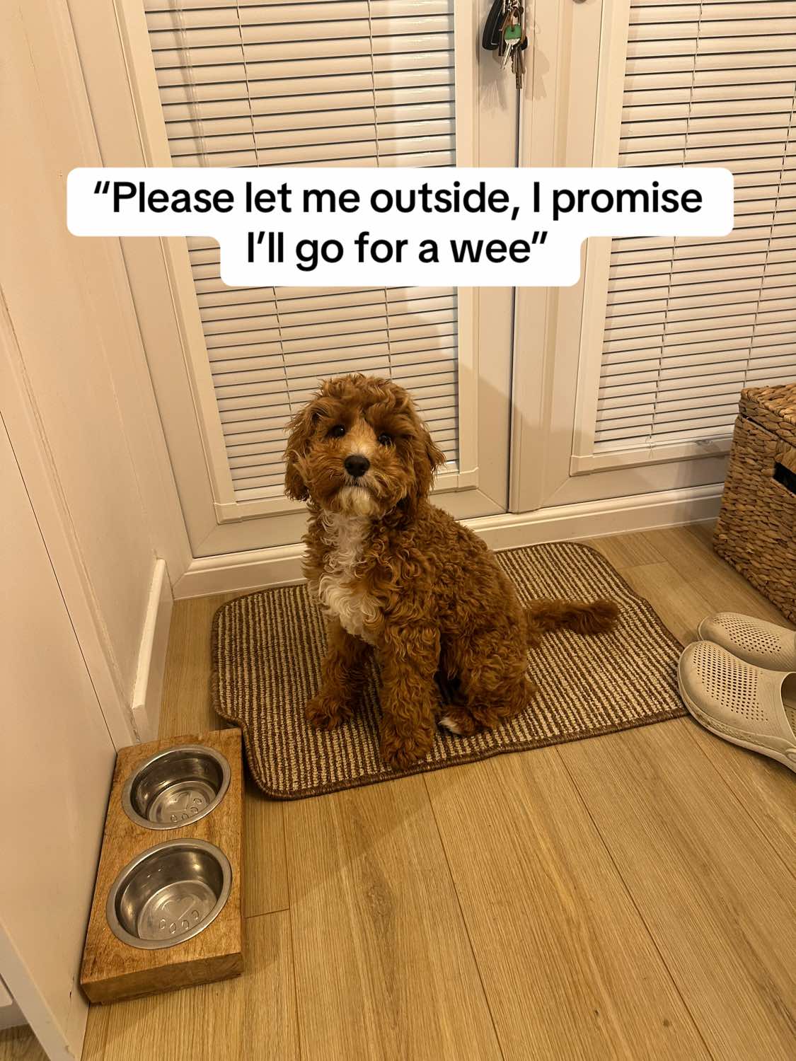 @Rosco & His Humans 🐾🏠🩵