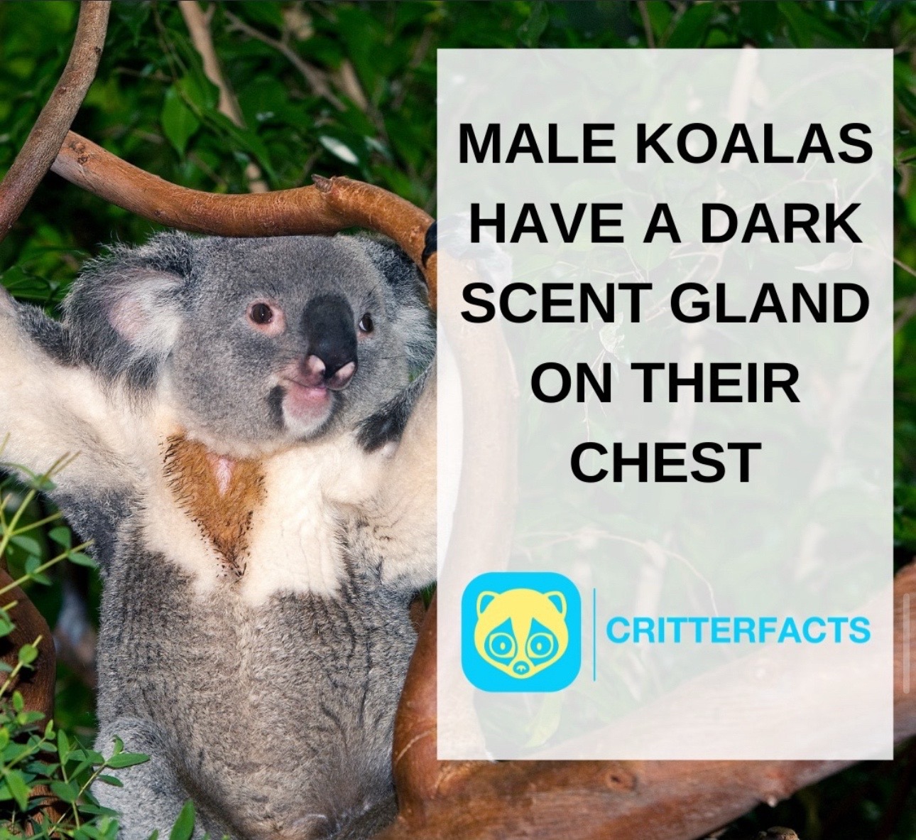 @CritterFacts