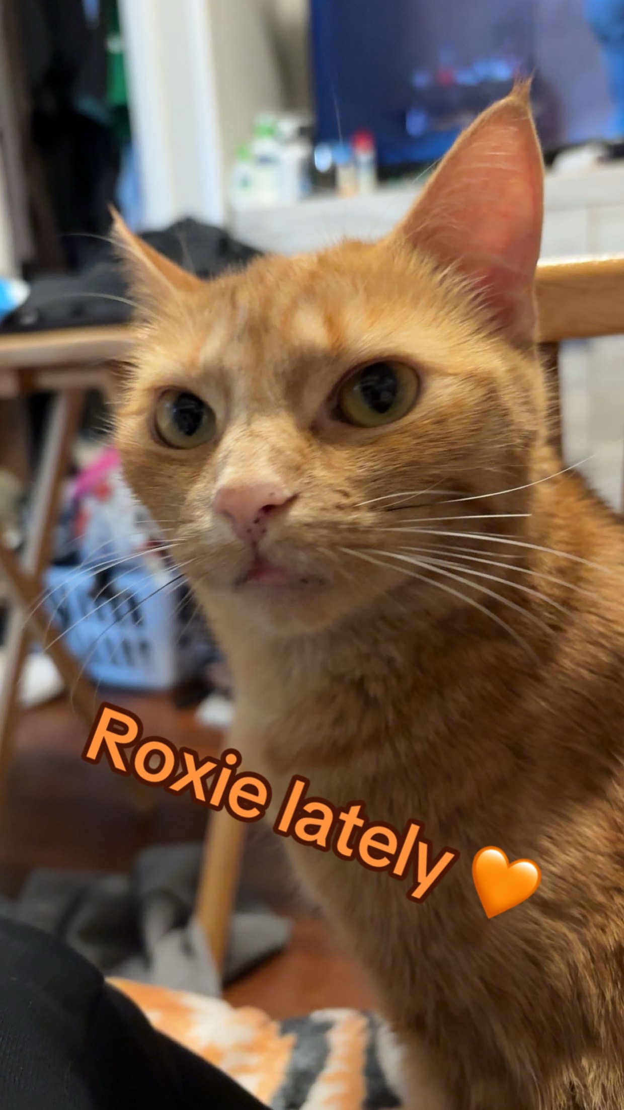 @Roxiemiauwmiauw