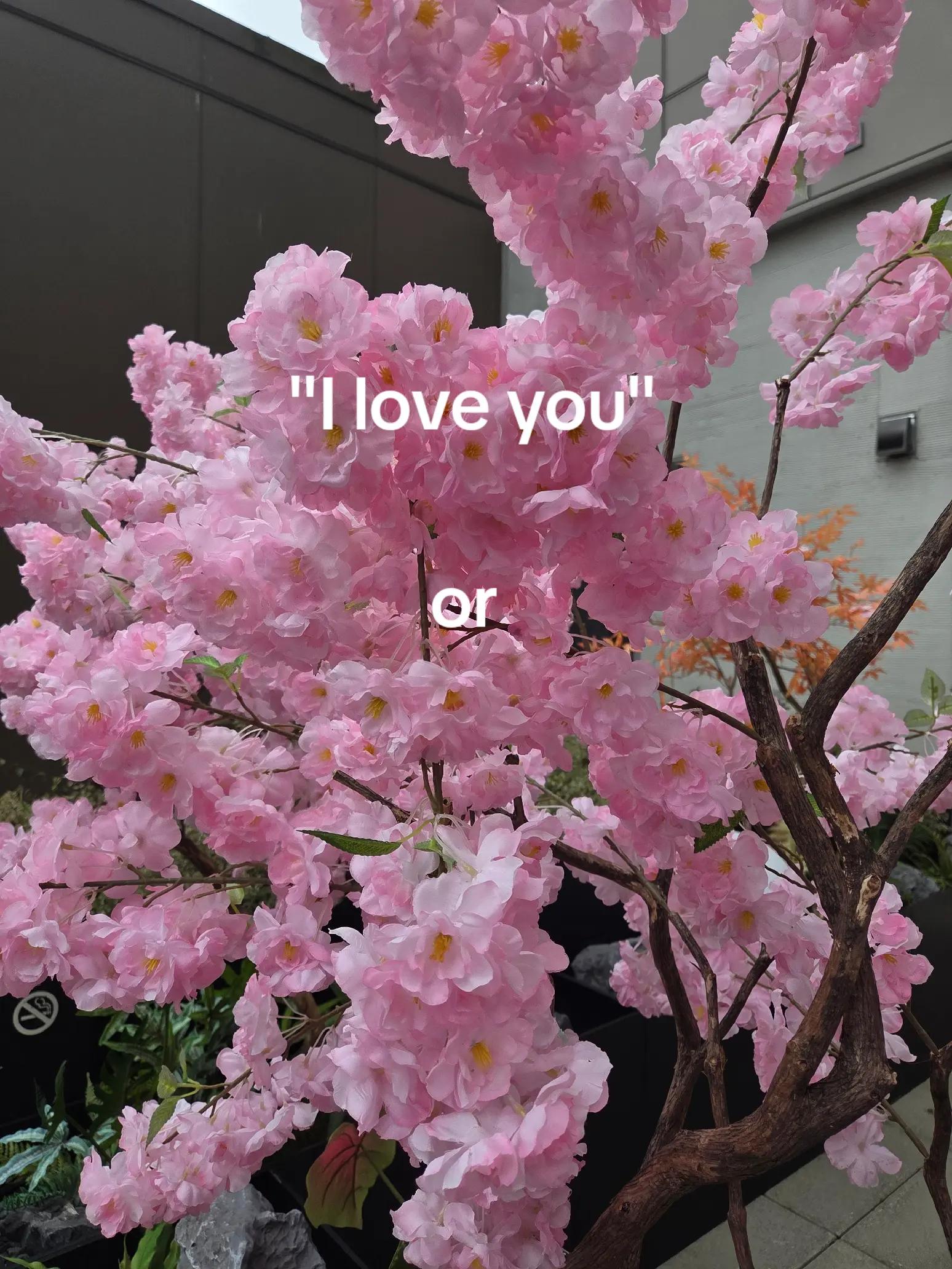 @yuri ♡till!