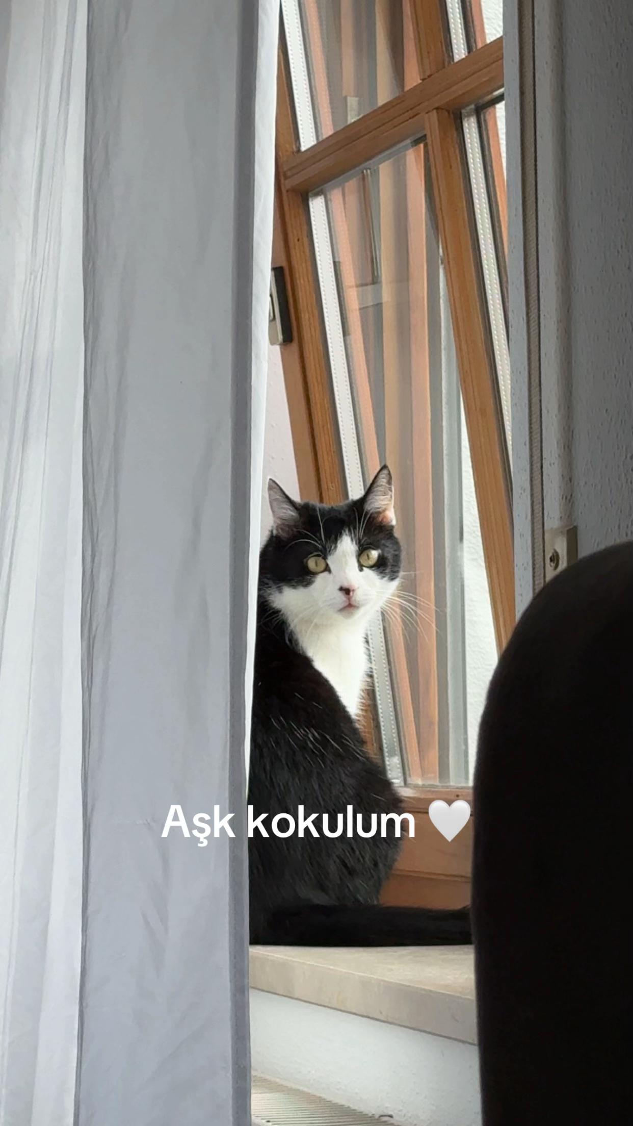@🐾MILKAM🖤WHISKEYM🩶🐾A❤️🫂