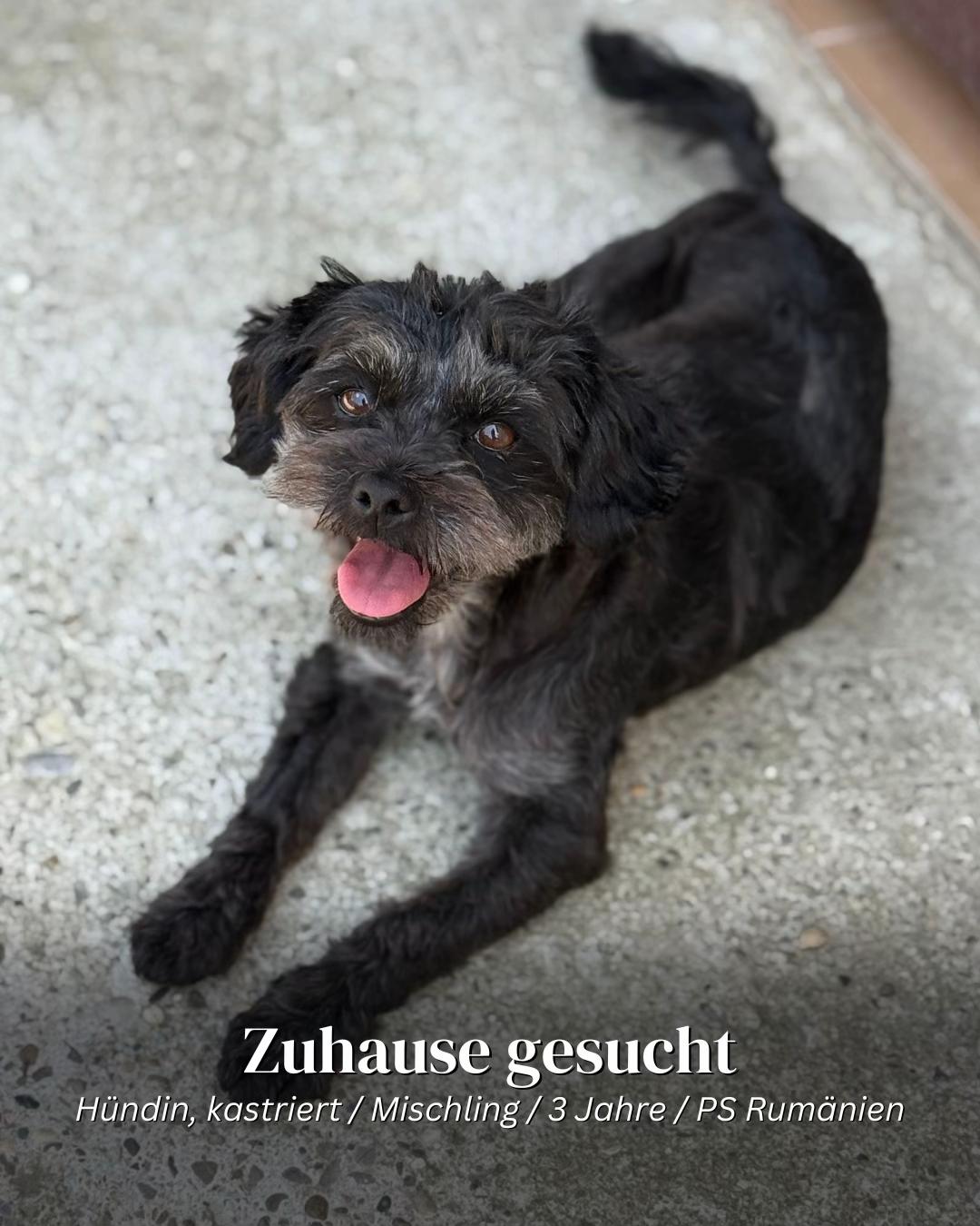 @SpecialDogs e.V.