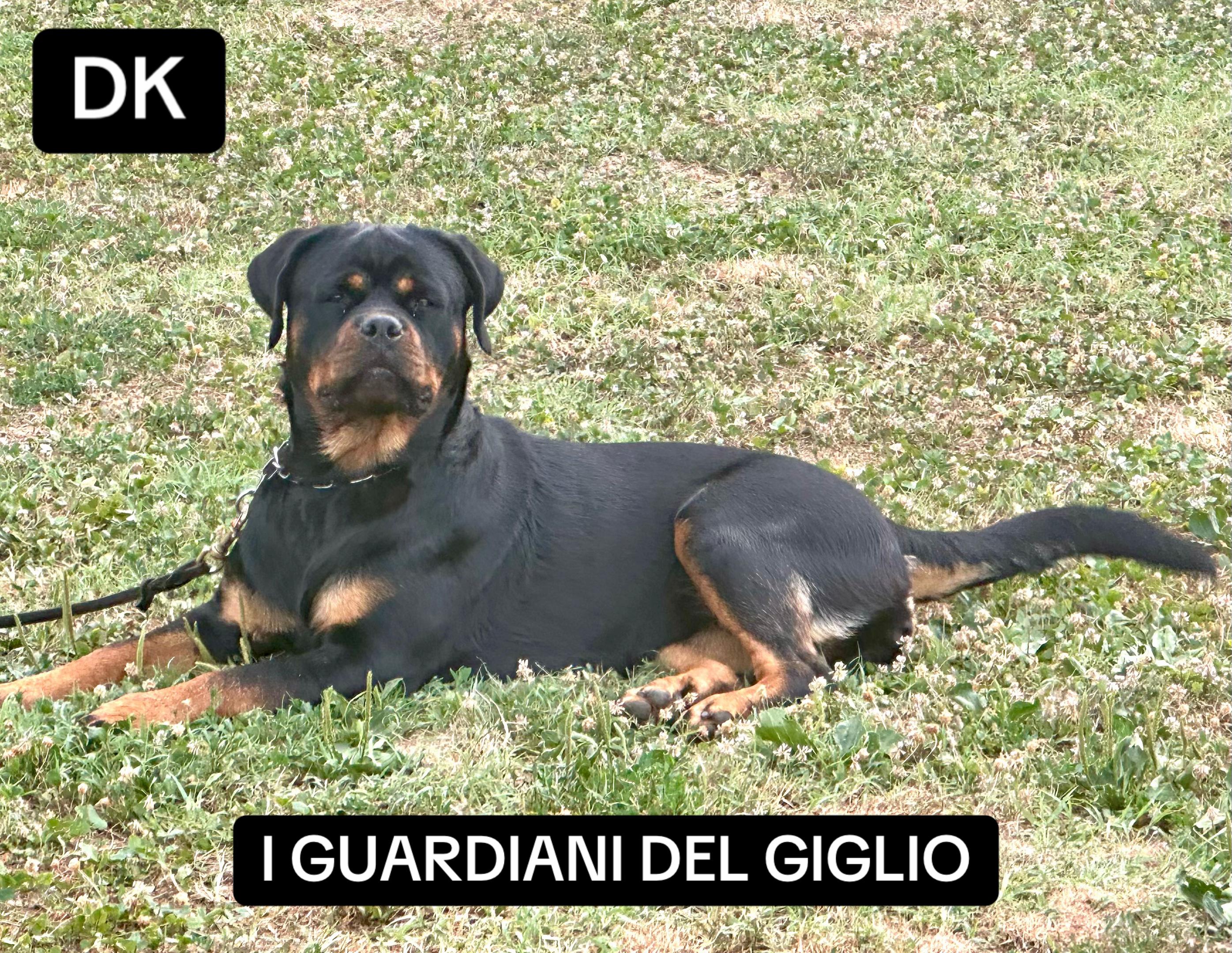 @I Guardiani Del Giglio-Rott