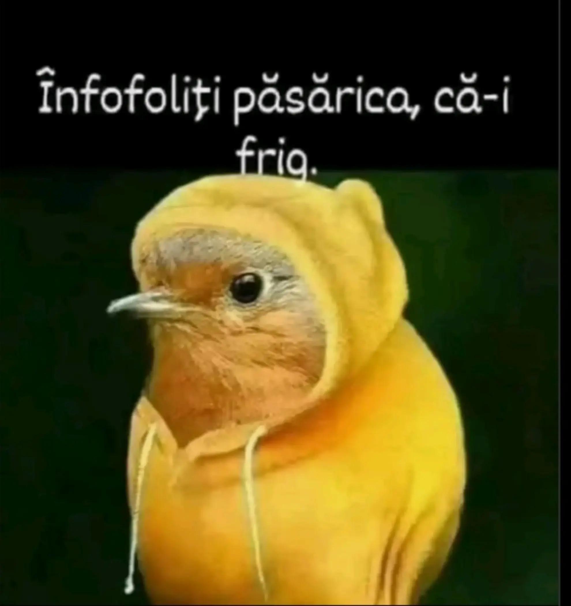 @antonela veronica