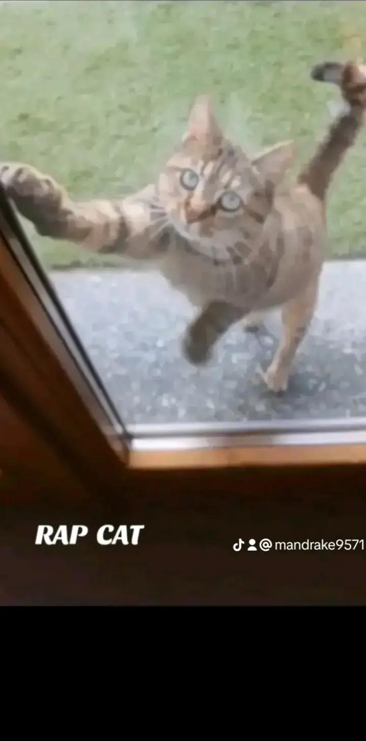 @RAP CAT