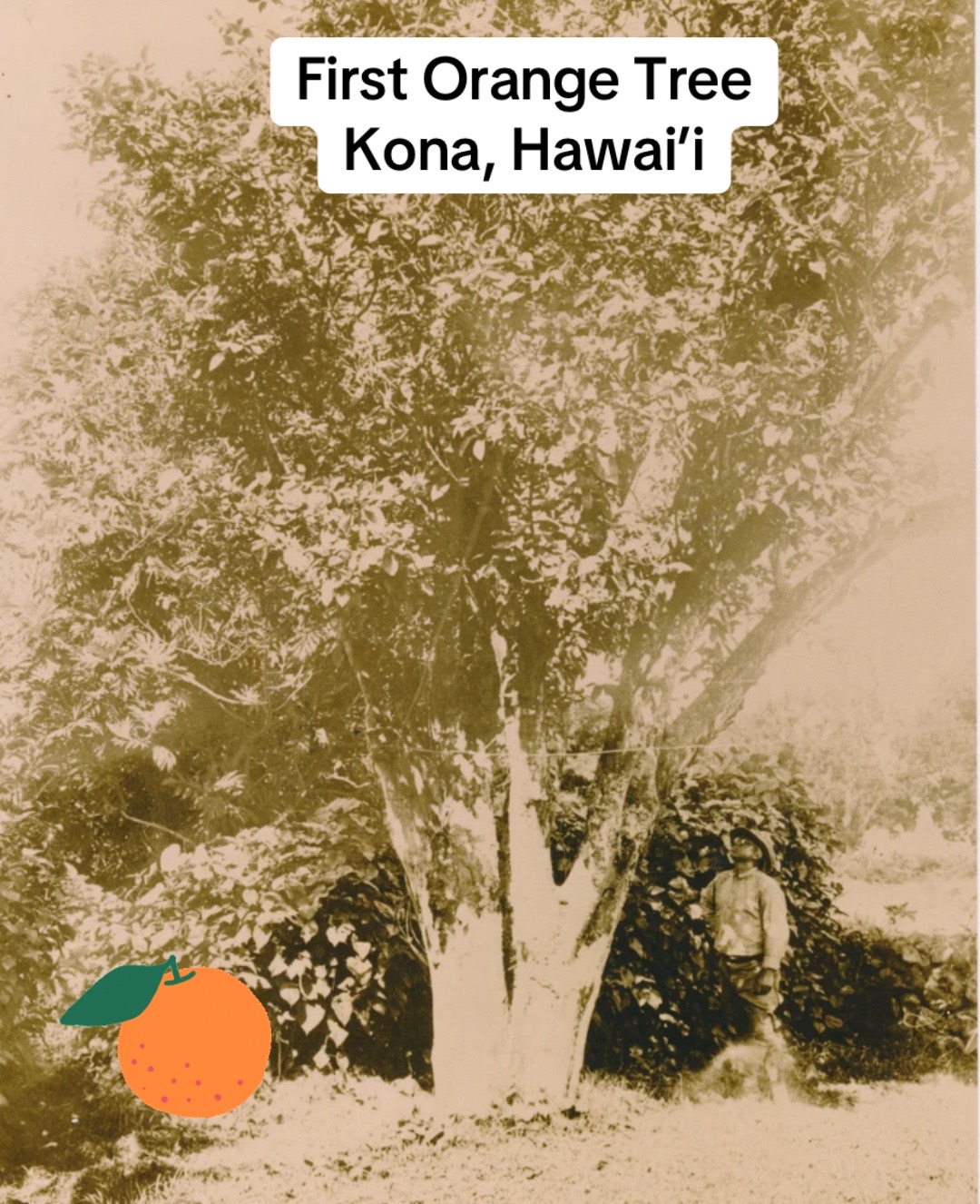 @Old News Hawaii