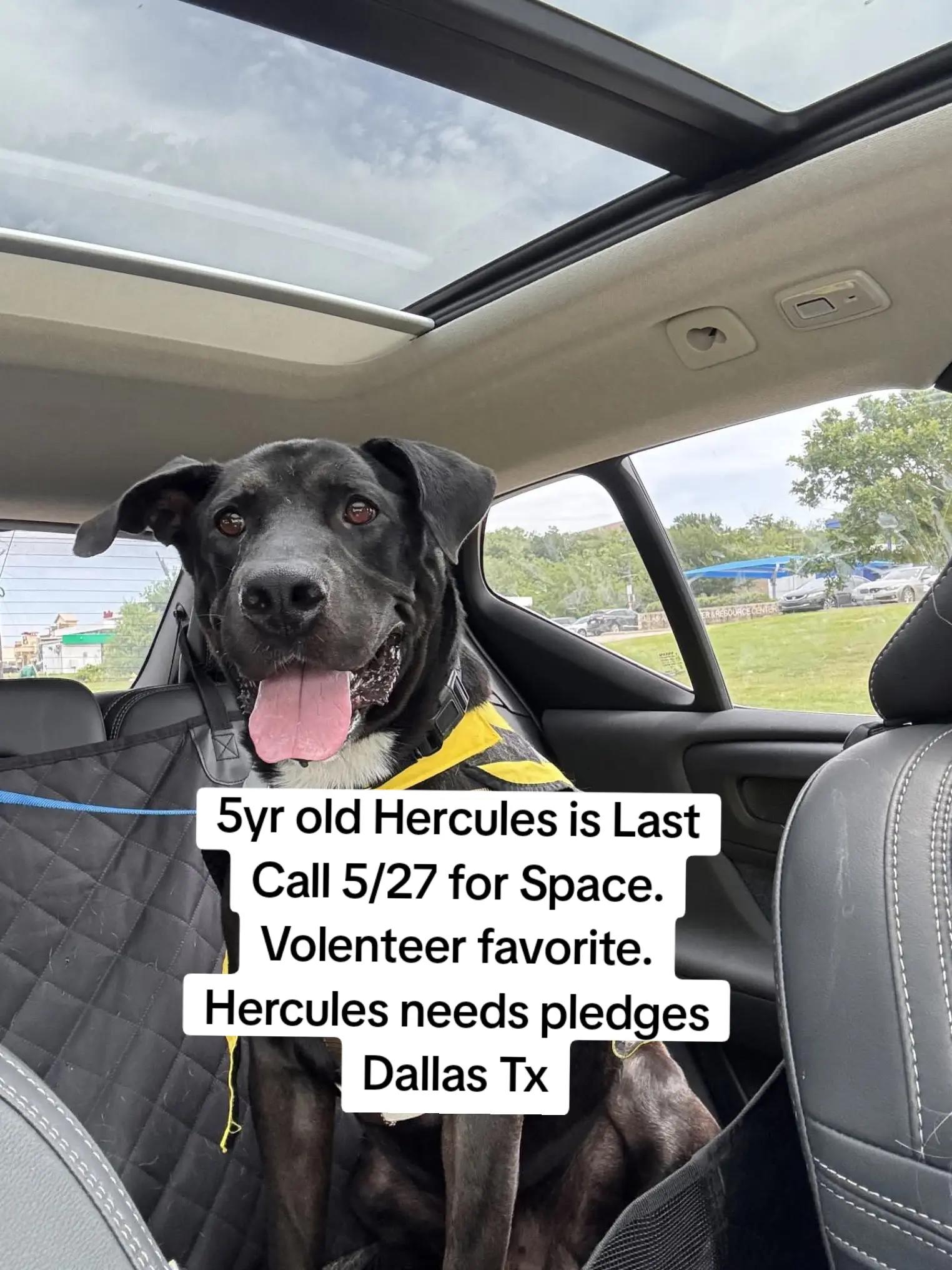 @Harley and Benny Find Backup