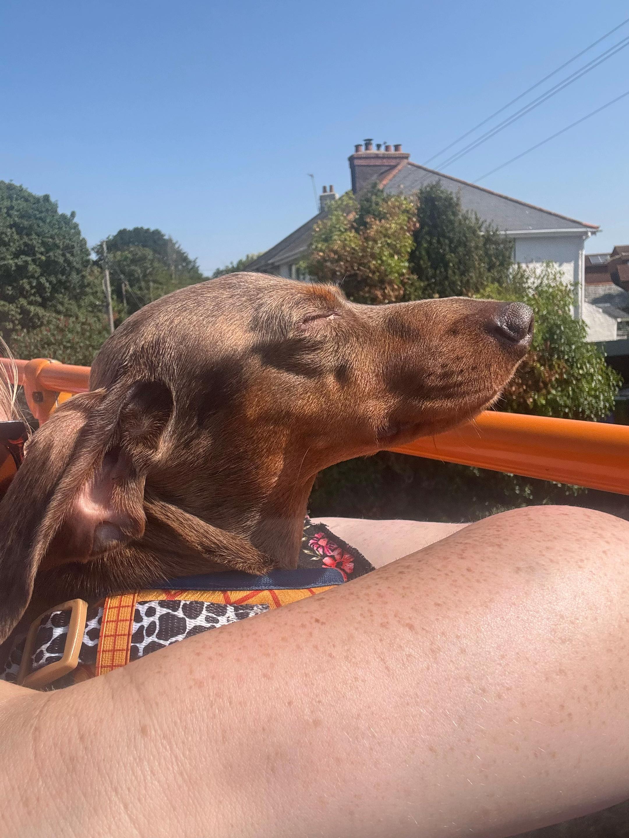 @marleythesausagedog