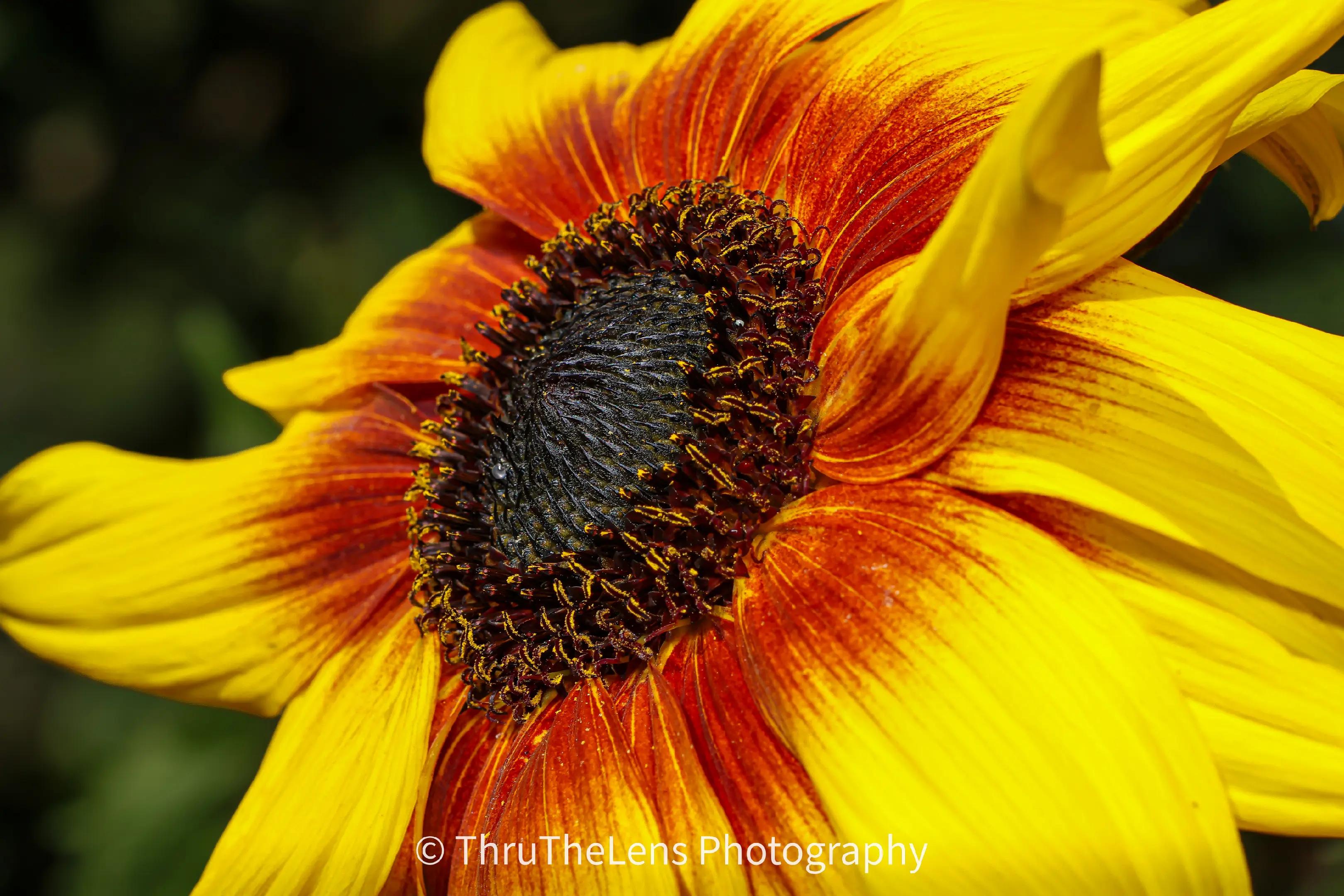 @ThruTheLens Photography