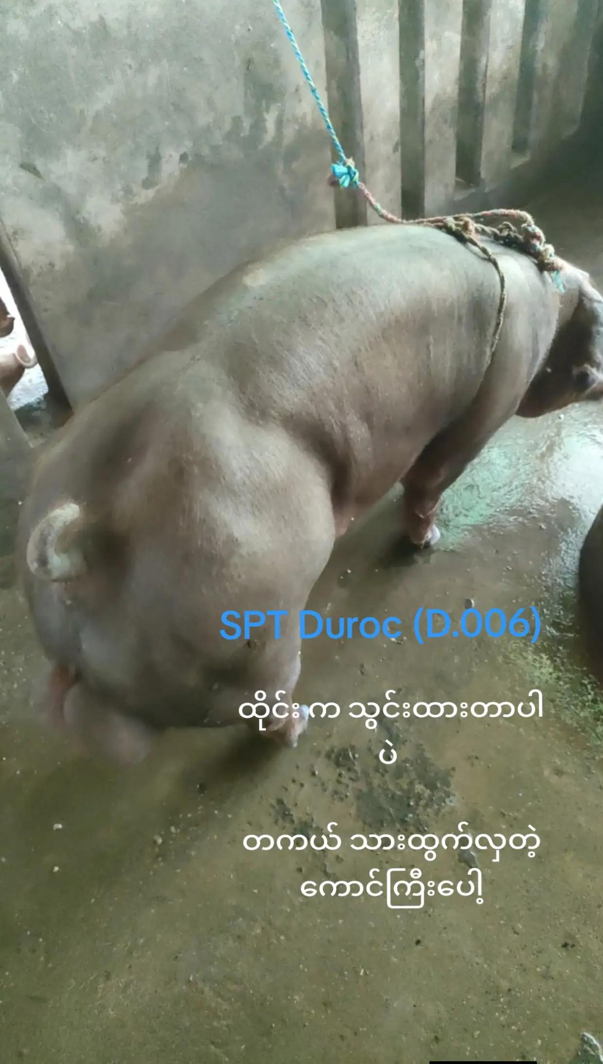 @"ရွှေဖြူးသား"၀က်မွေးမြူရေးခြံ