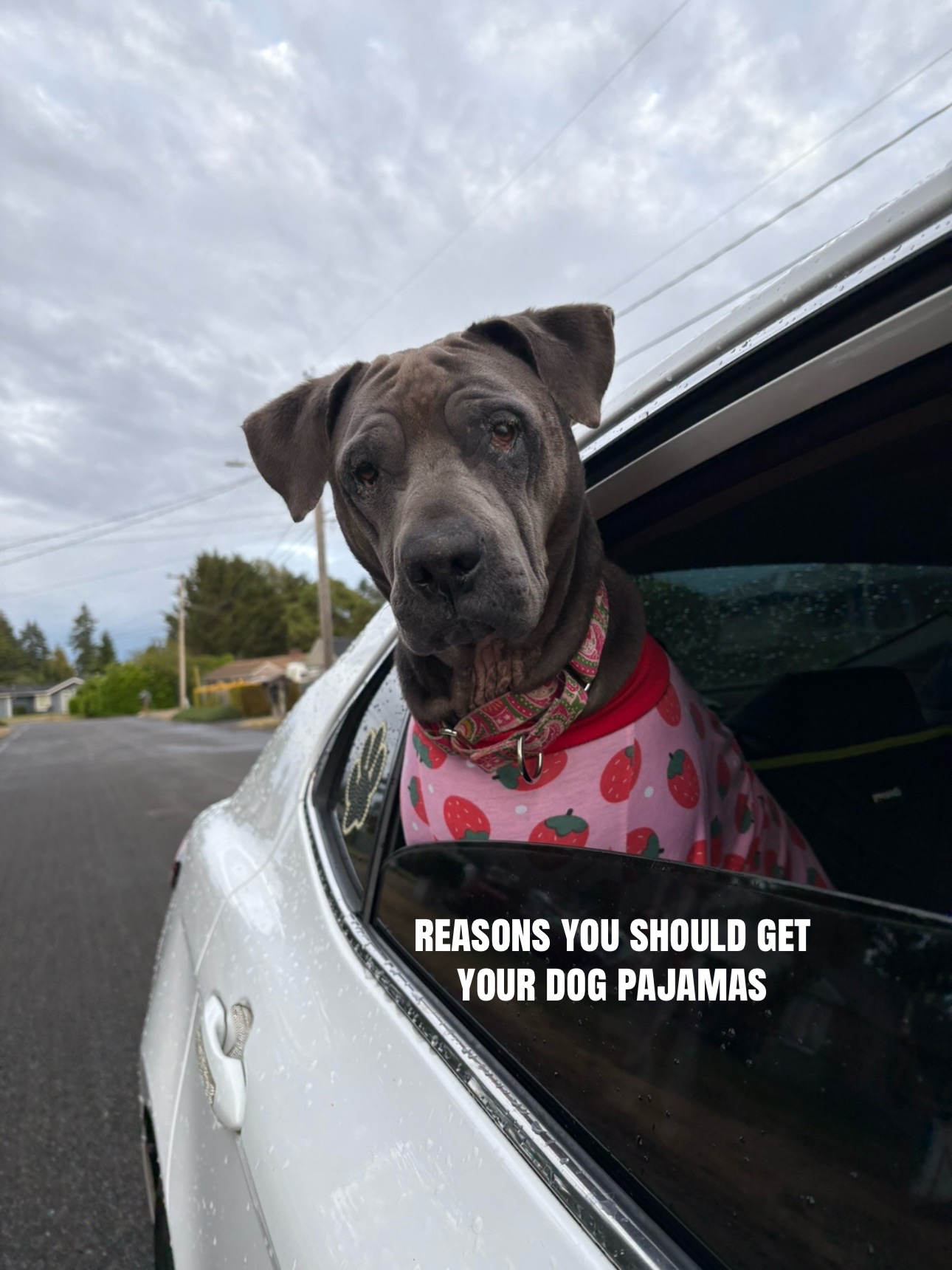 @kai•thedogmother🐾