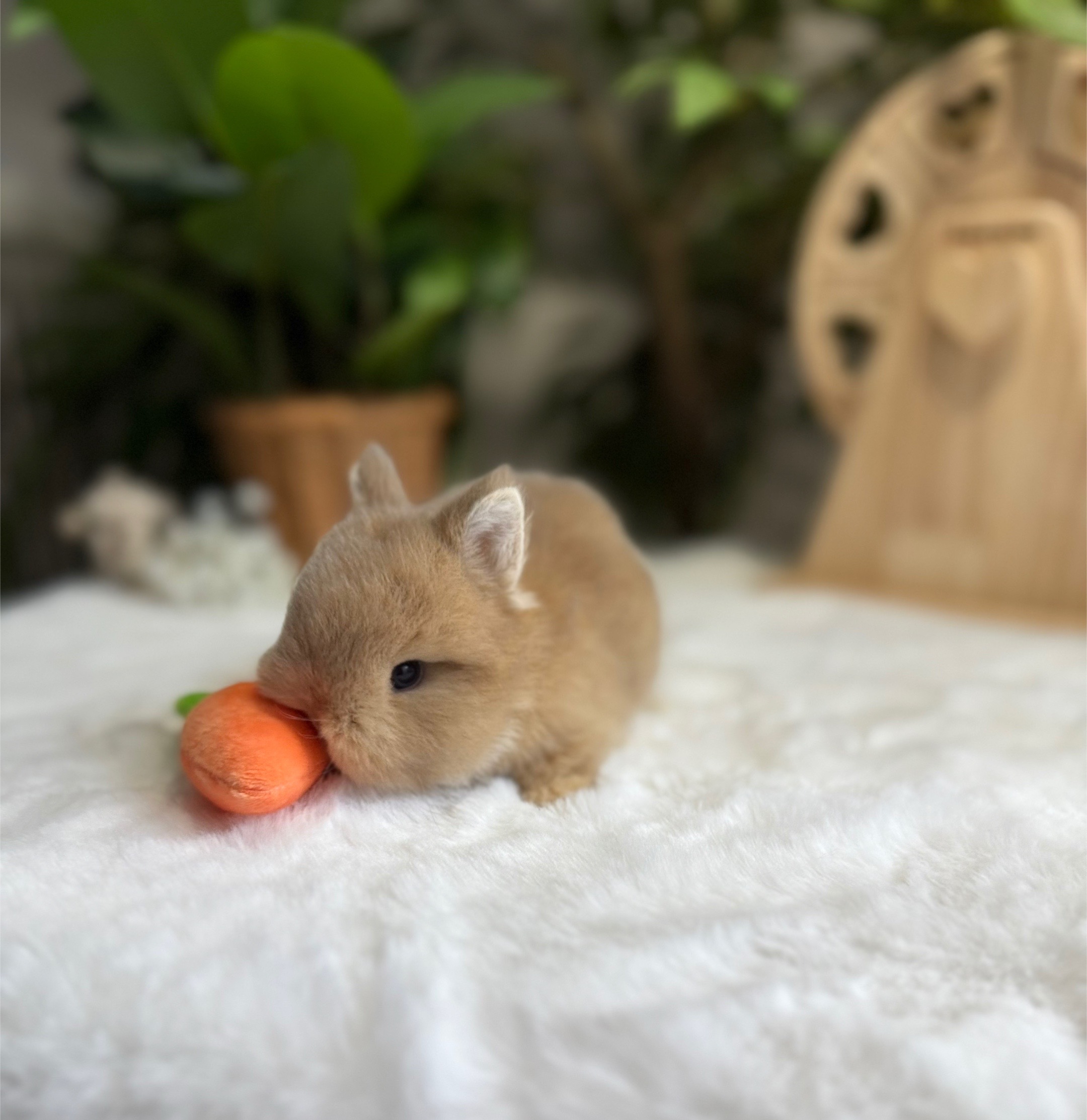 @Fluffy Bunny Orlando