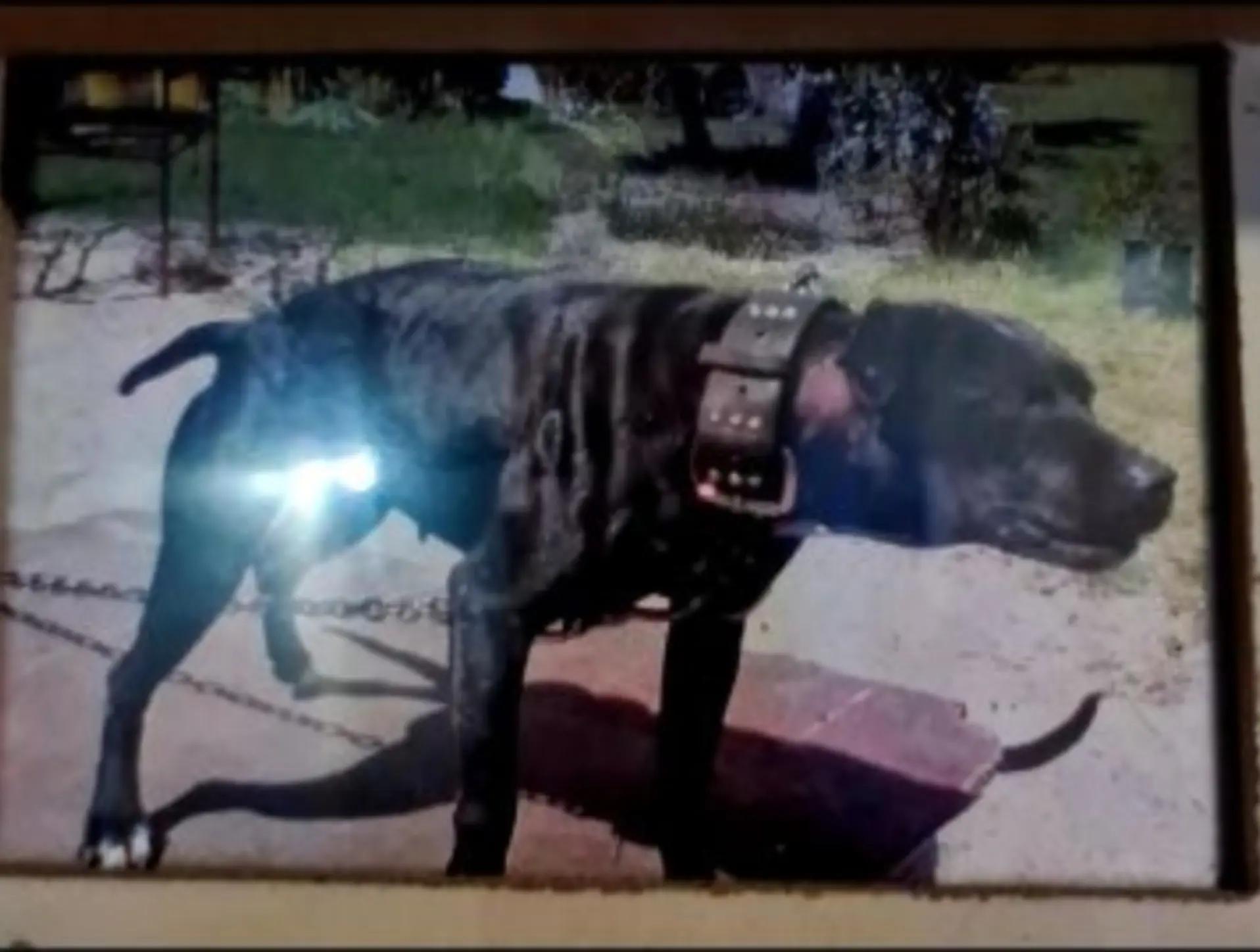 @SAAPBT_GAMEDOGS