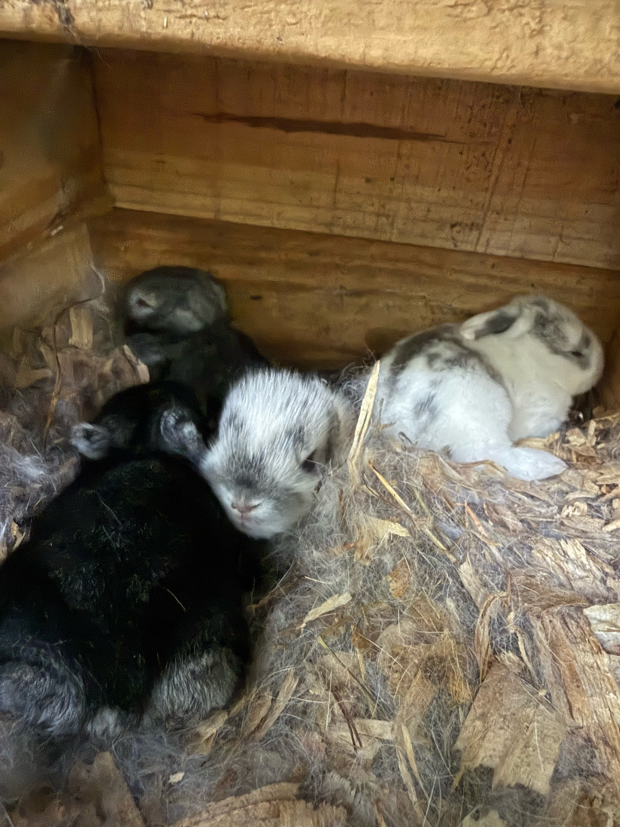 @JEPsFarm