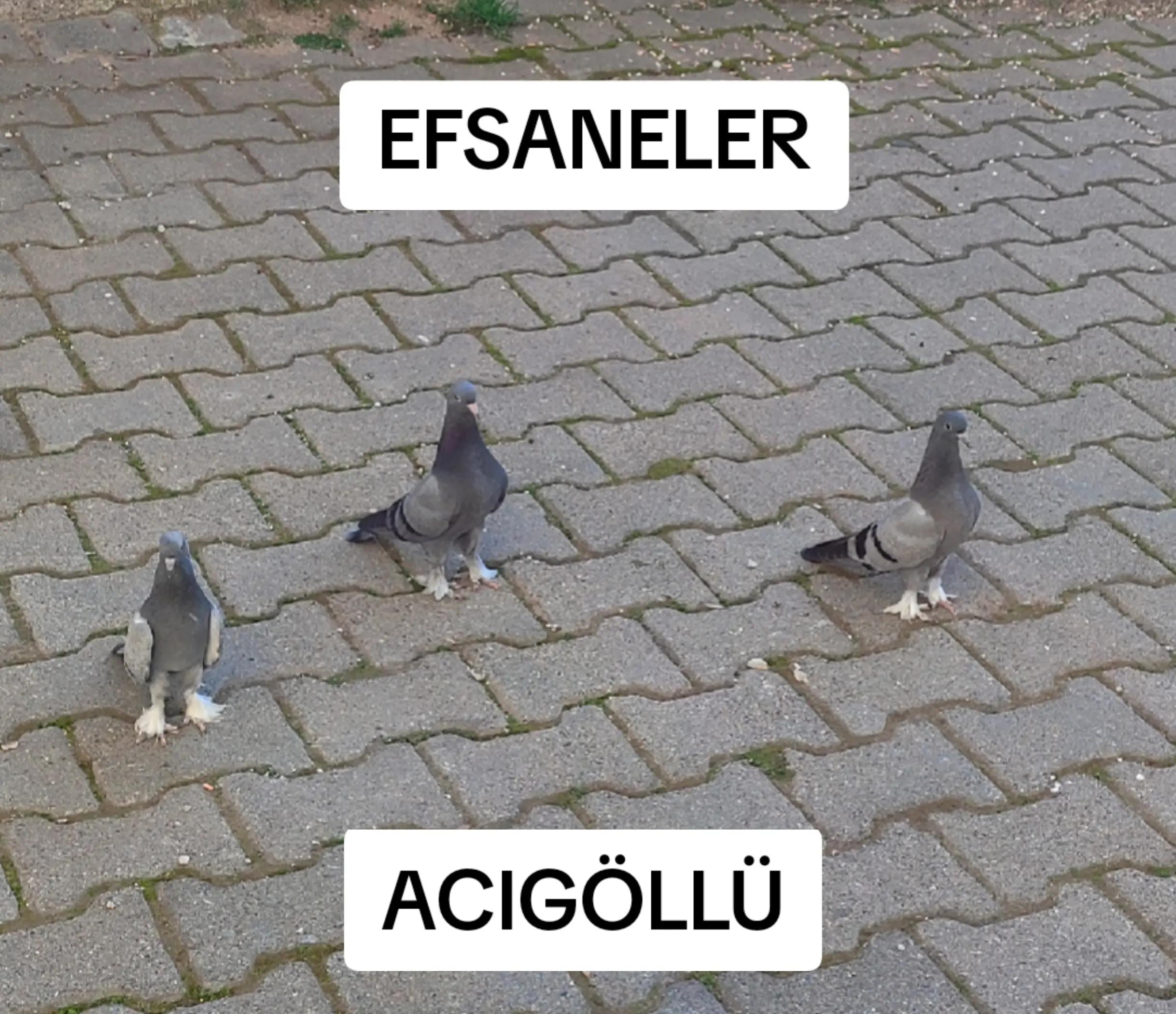 @Hacı Osman Tanrıkulu