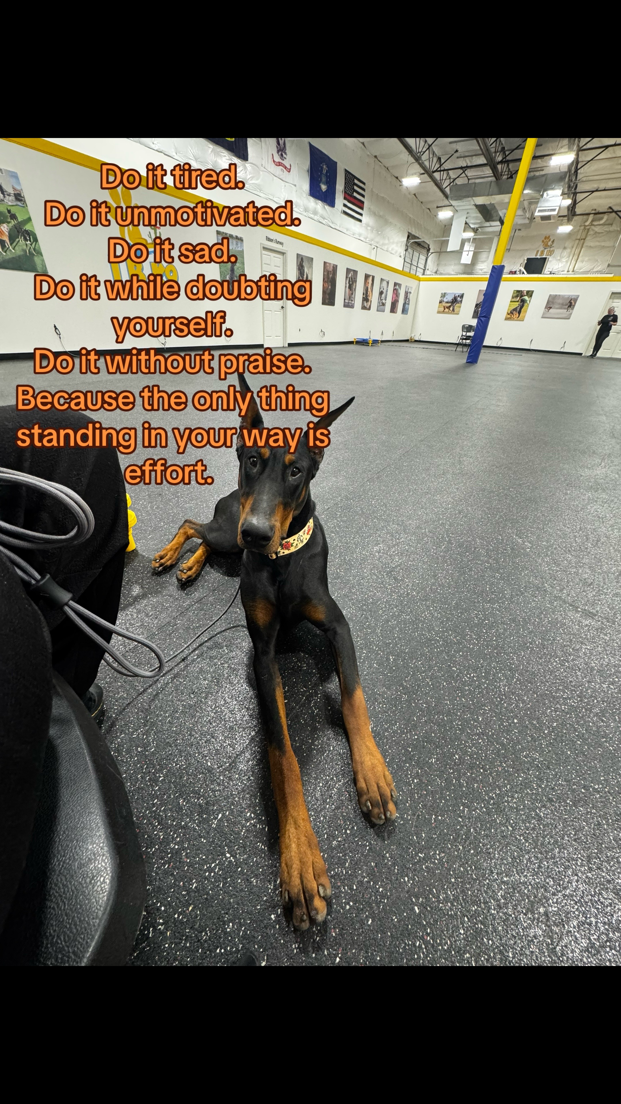 @Phantom The Service Dog