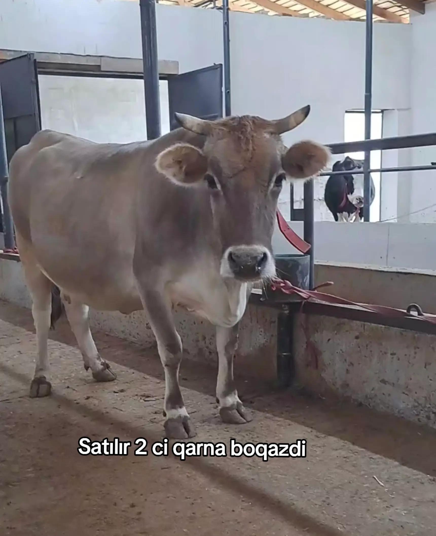 @Fermer qız 023