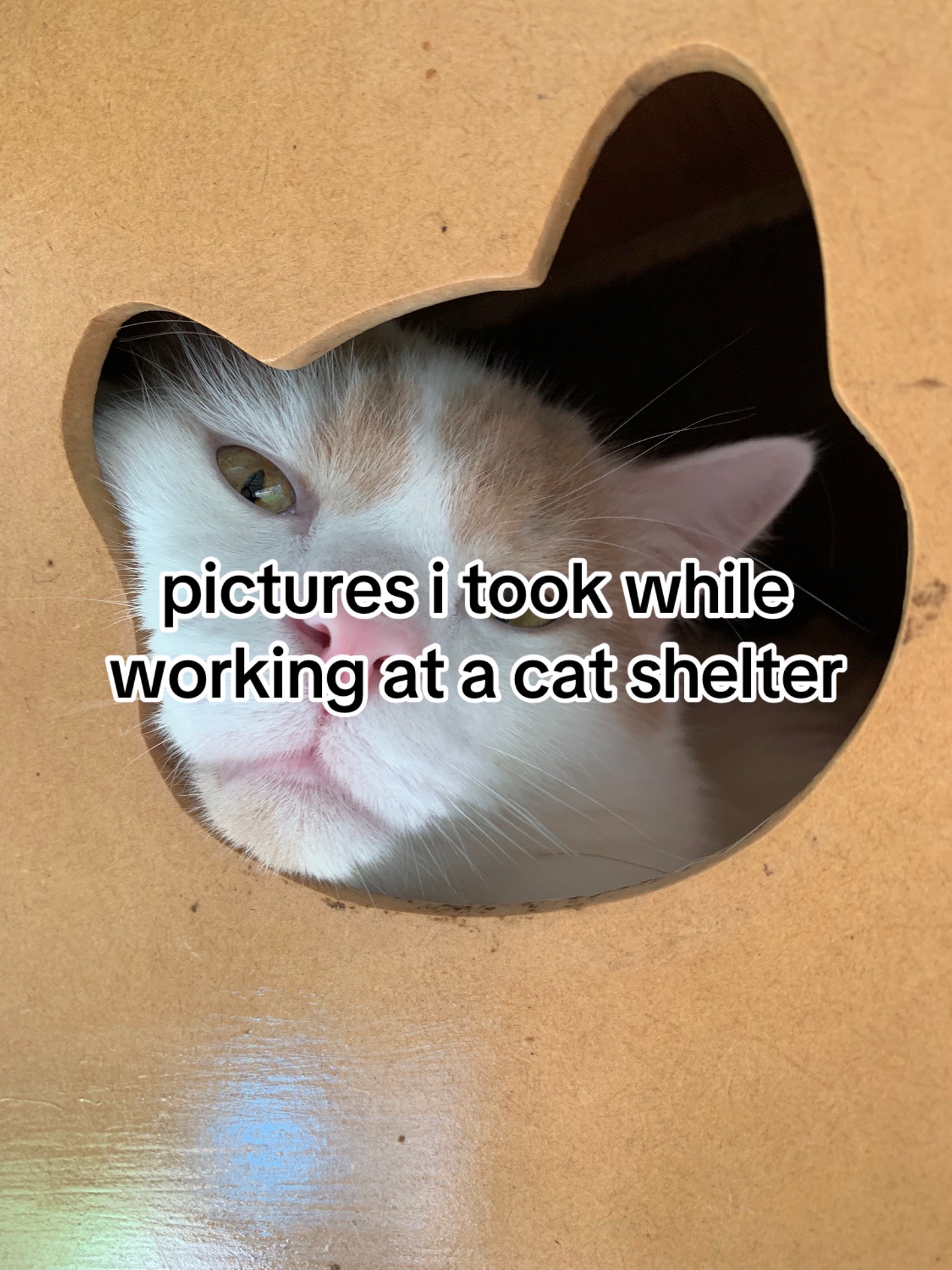 @pheb