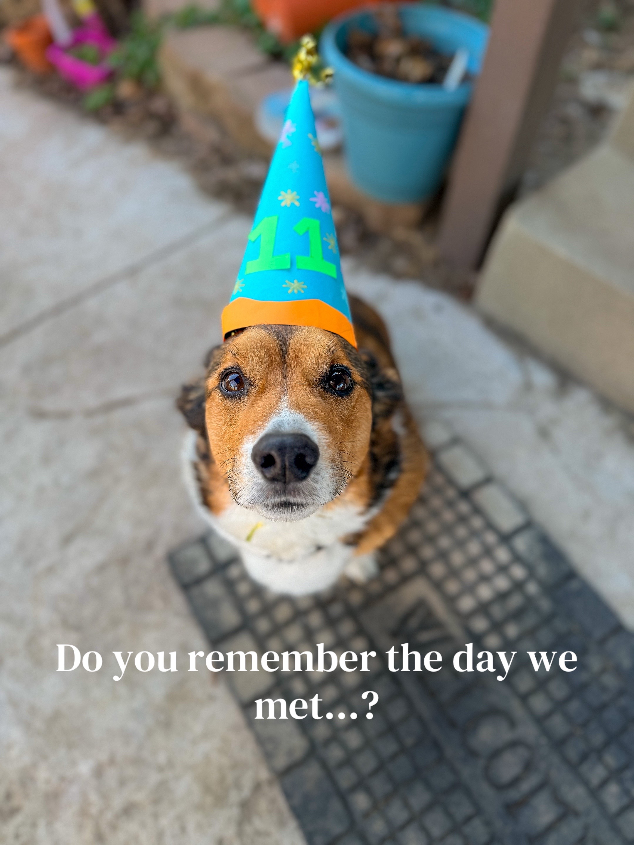 @Corgney
