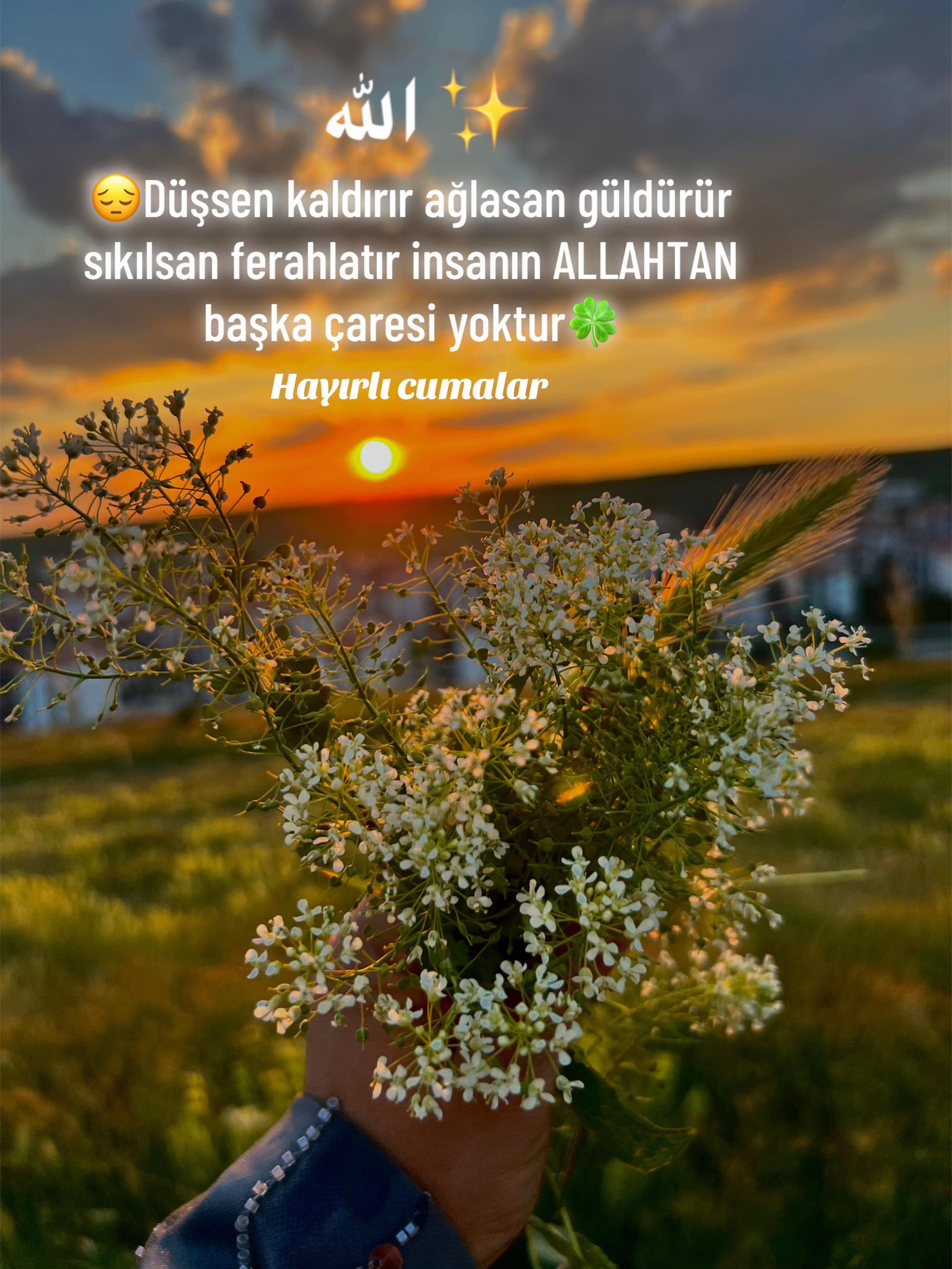 @dilekveli