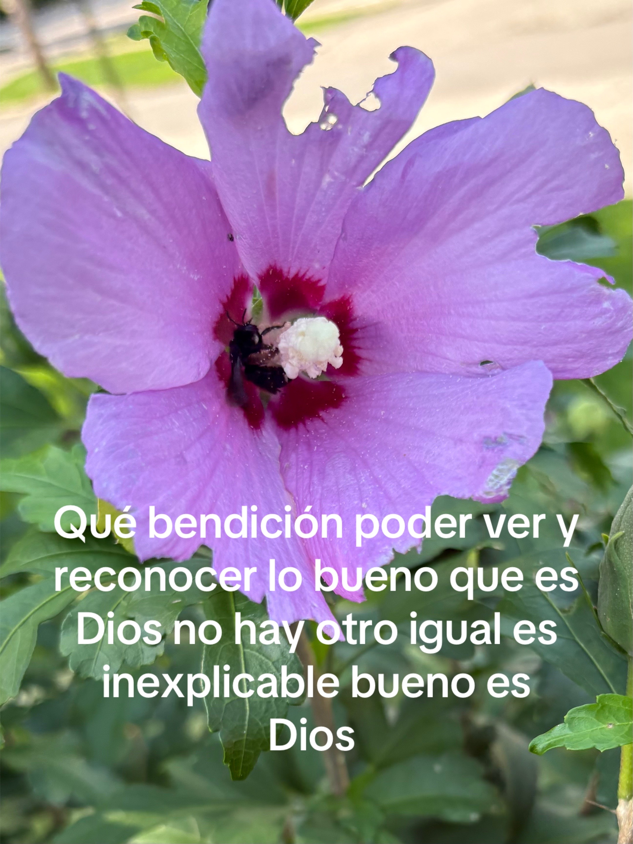 @Araceli vences