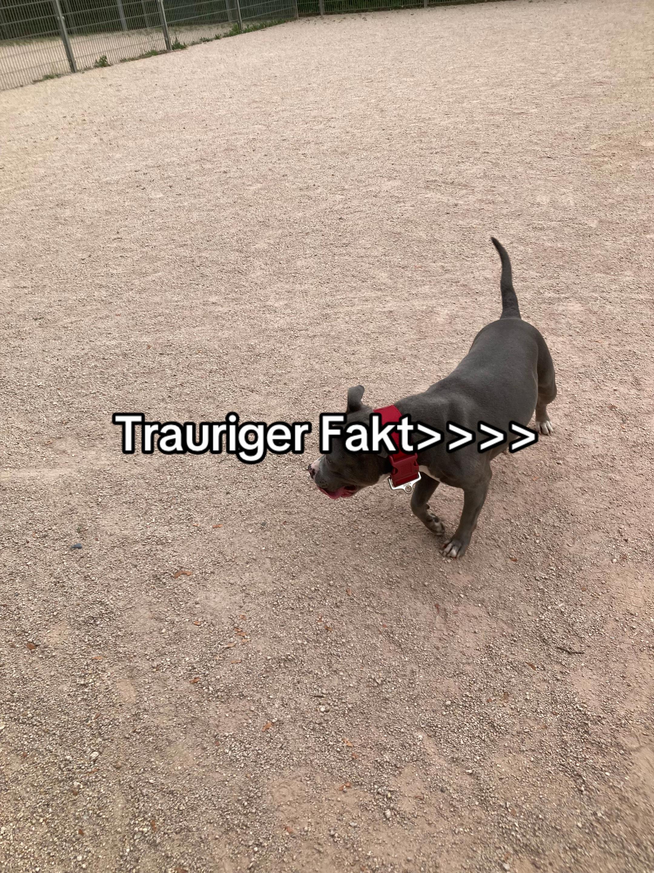 @MeinHundIstKeinVerbrecher