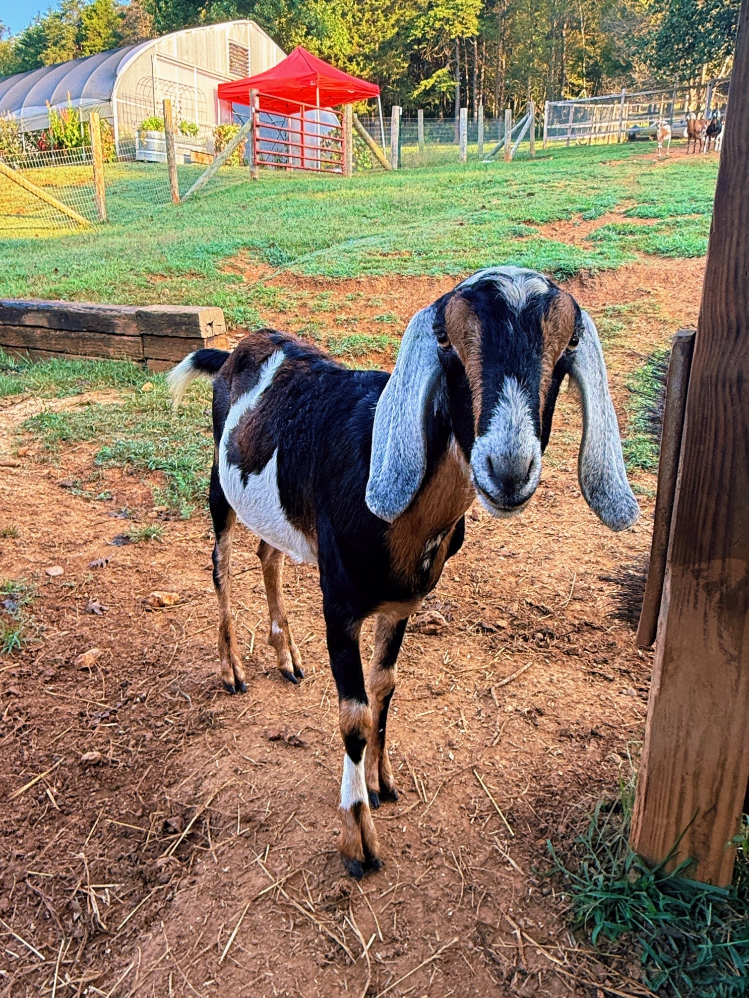 @Sweet BombDiggity Farms