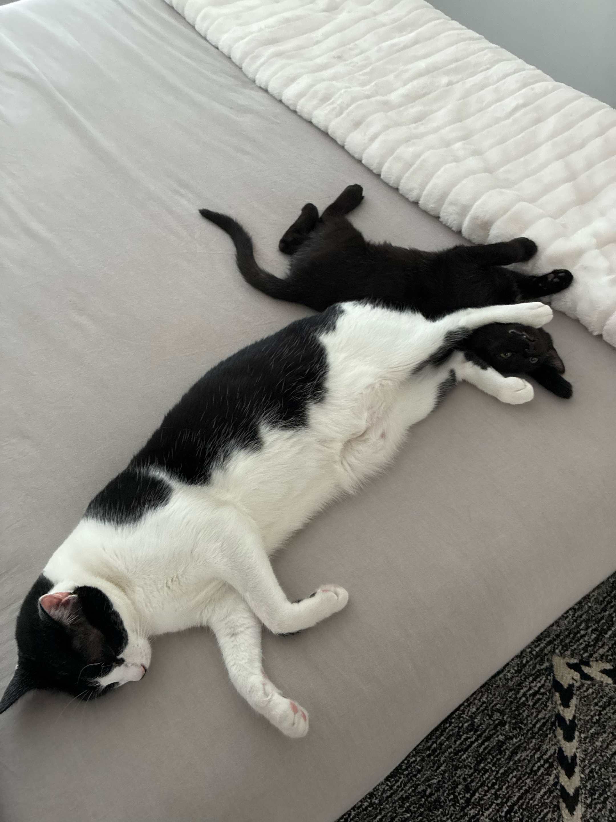 @Christina | Cat Rescue 🐾