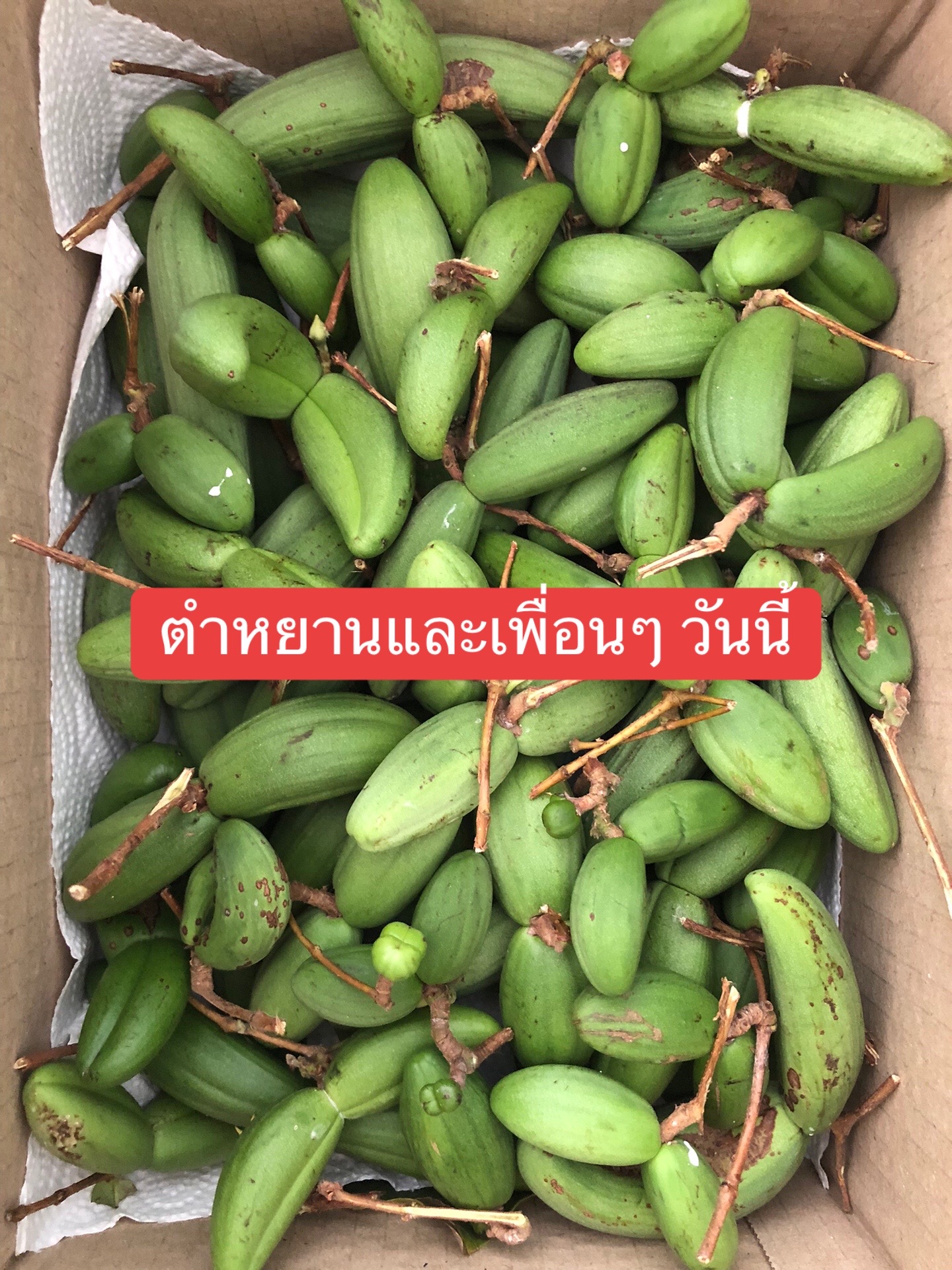 @🌿เจ๊ต่าย ขายผักป่าผักบ้าน🌿