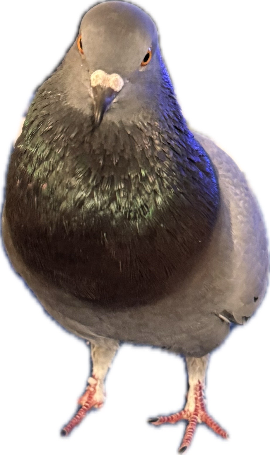 @Beebee The Pigeon