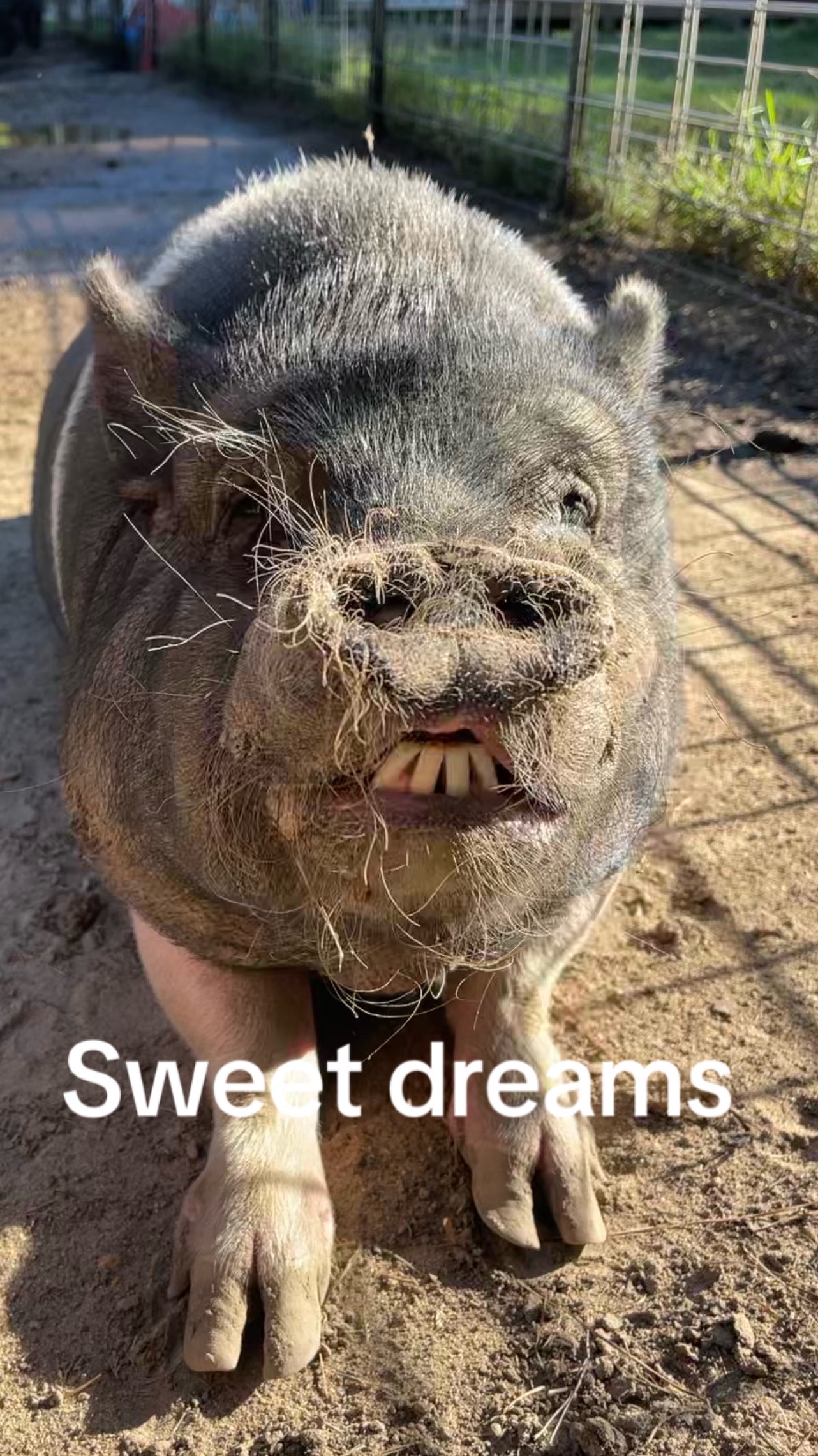 @Amy’s Acres Rescue/Sanctuary🐽