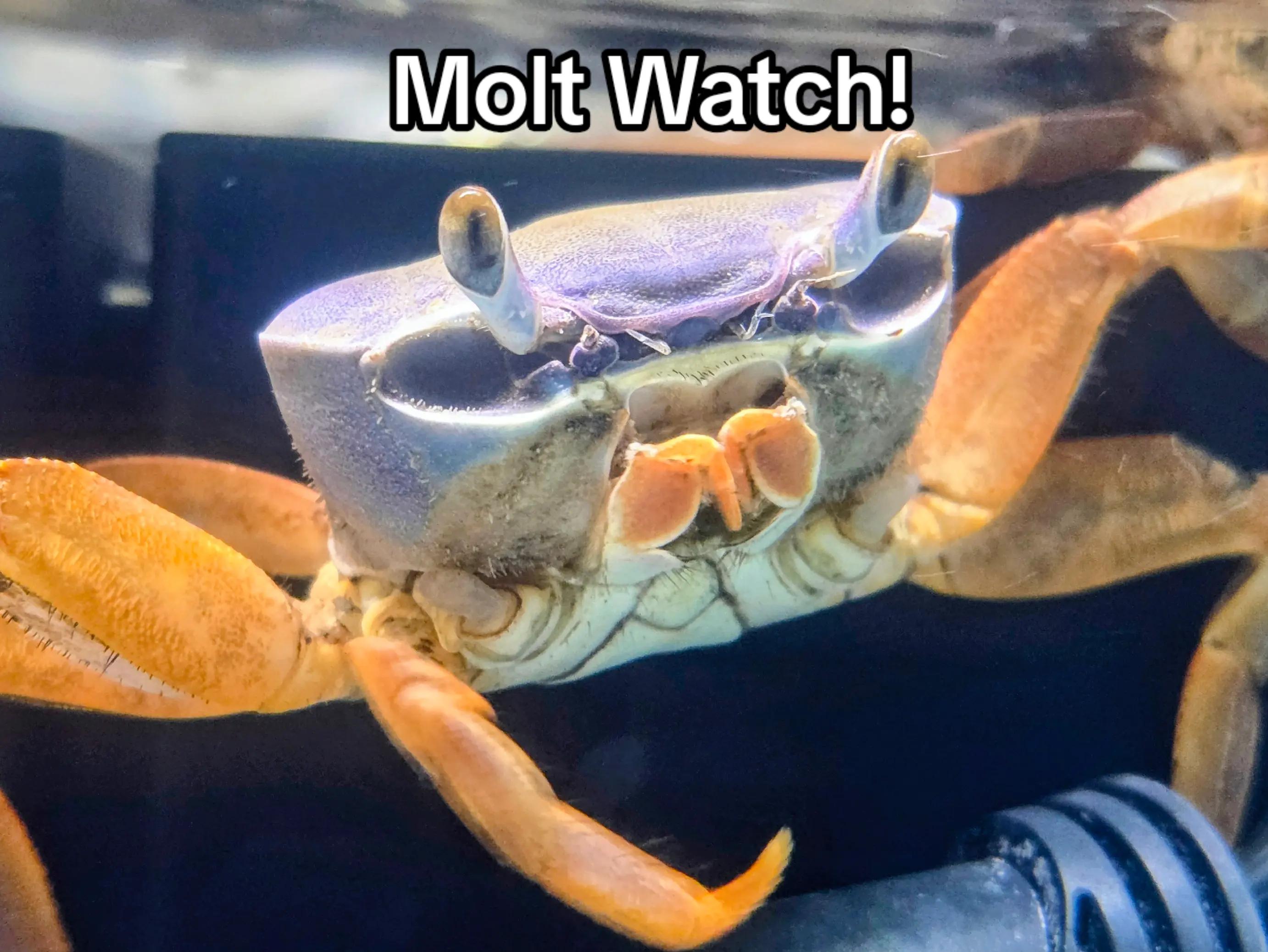 @Howie The Crab