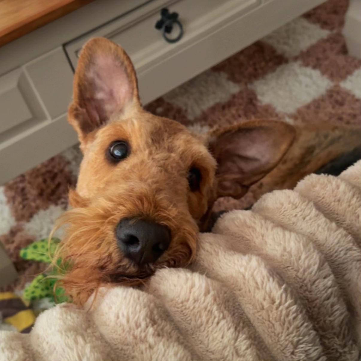 @Thefoxandtheairedale