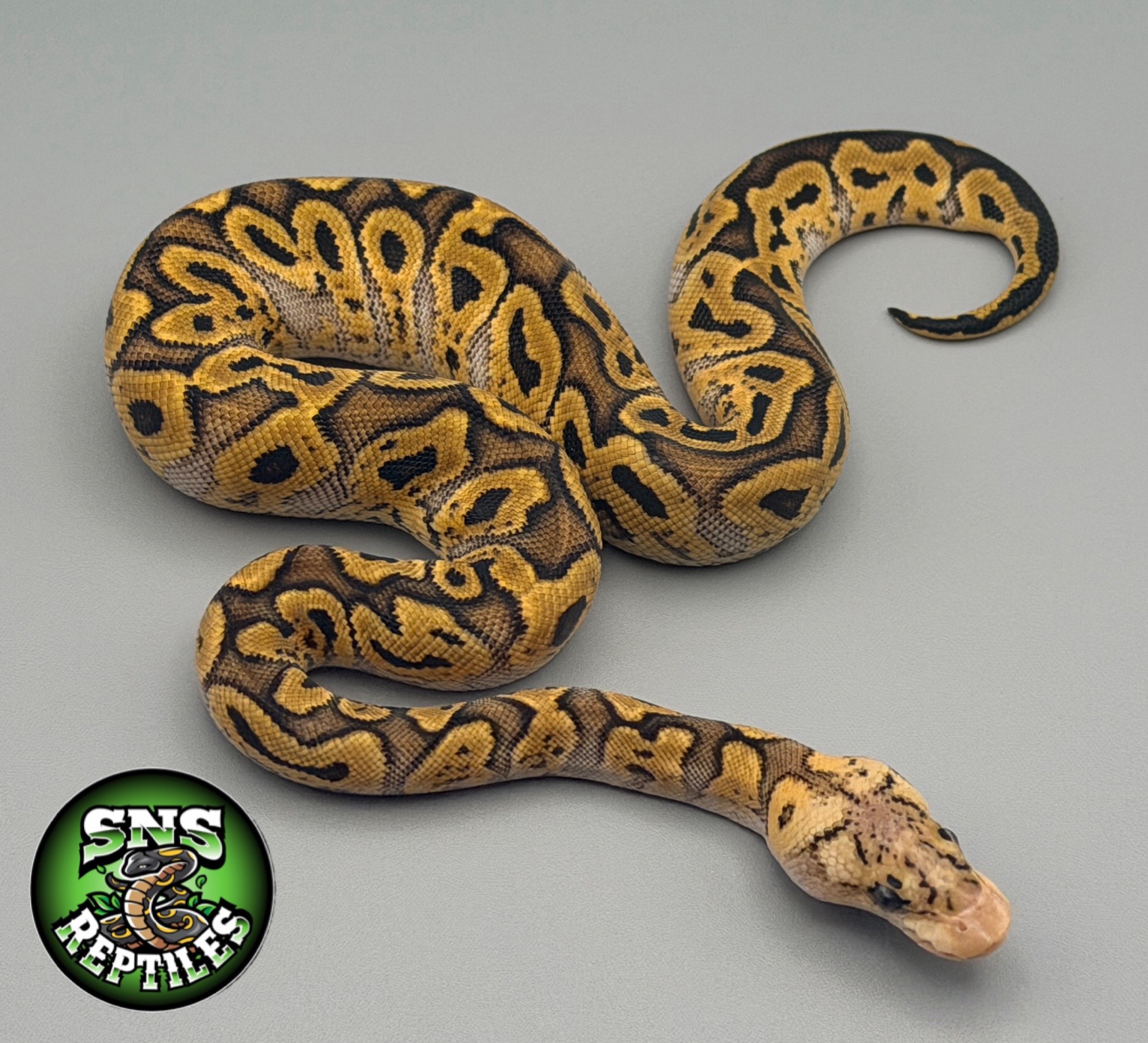 @SNS Reptiles