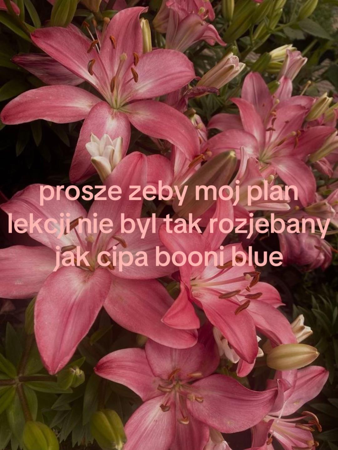 @wera 🪽