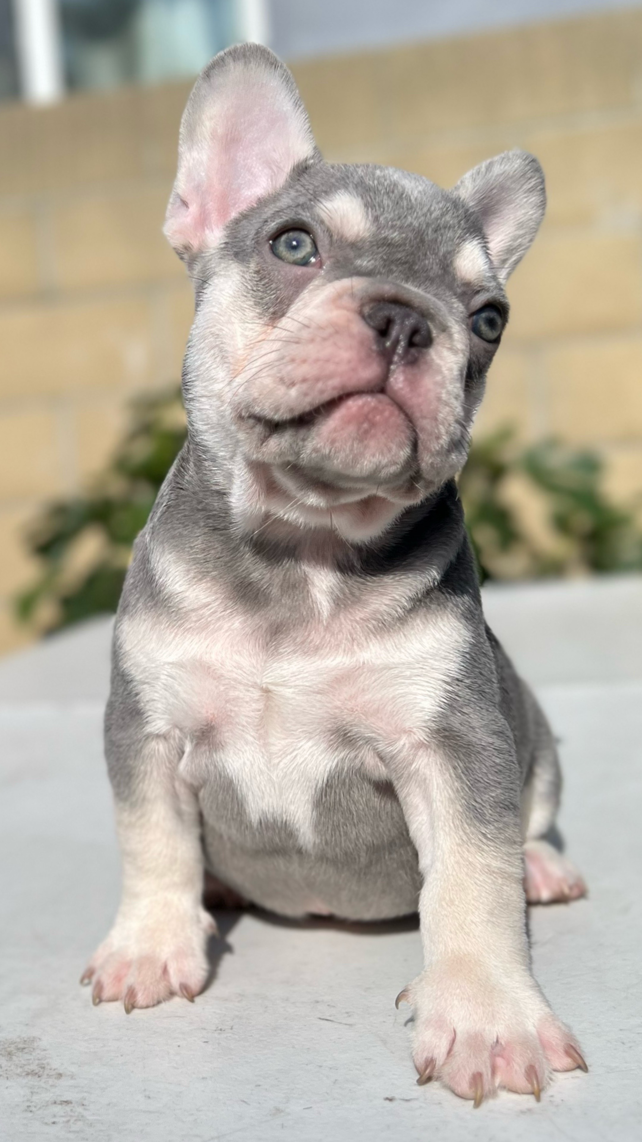 @Flatfacebullyz