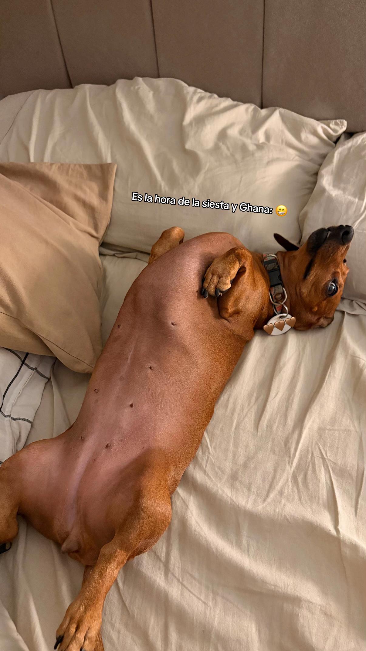 @guizavala_