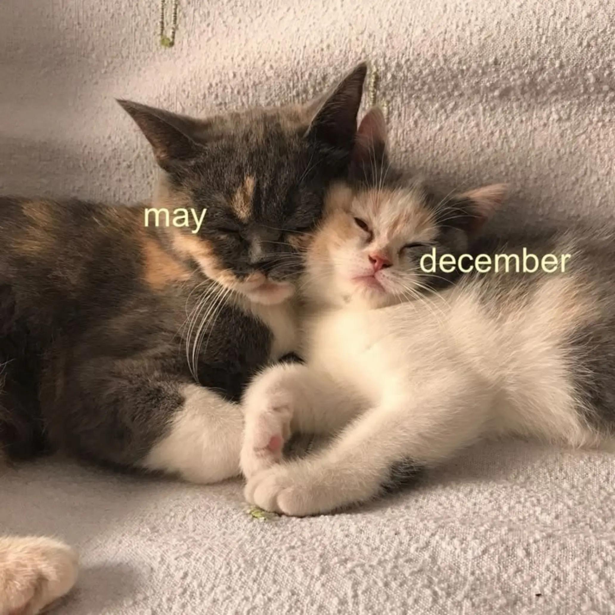 @⋆。˚꒰ঌ 𝓘𝓻𝓲𝓼𝓼𝓪 ໒꒱˚。⋆
