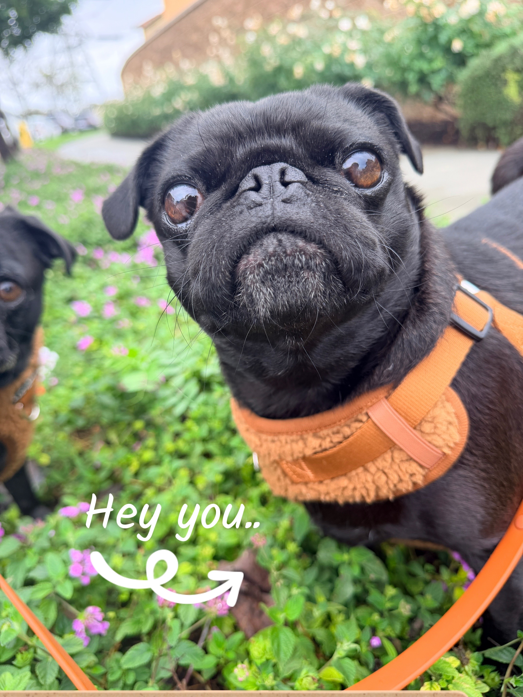 @Thedistracteddogmom