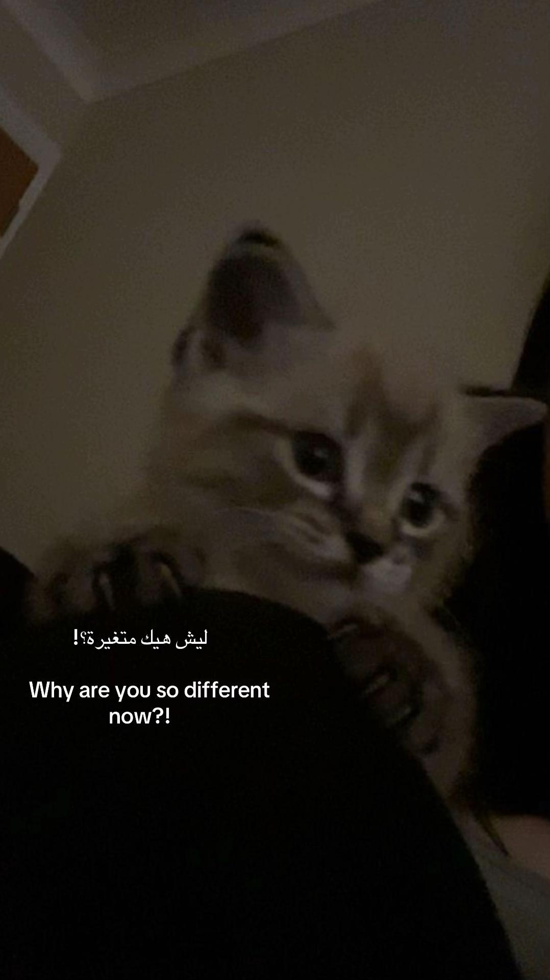 @هِبةً