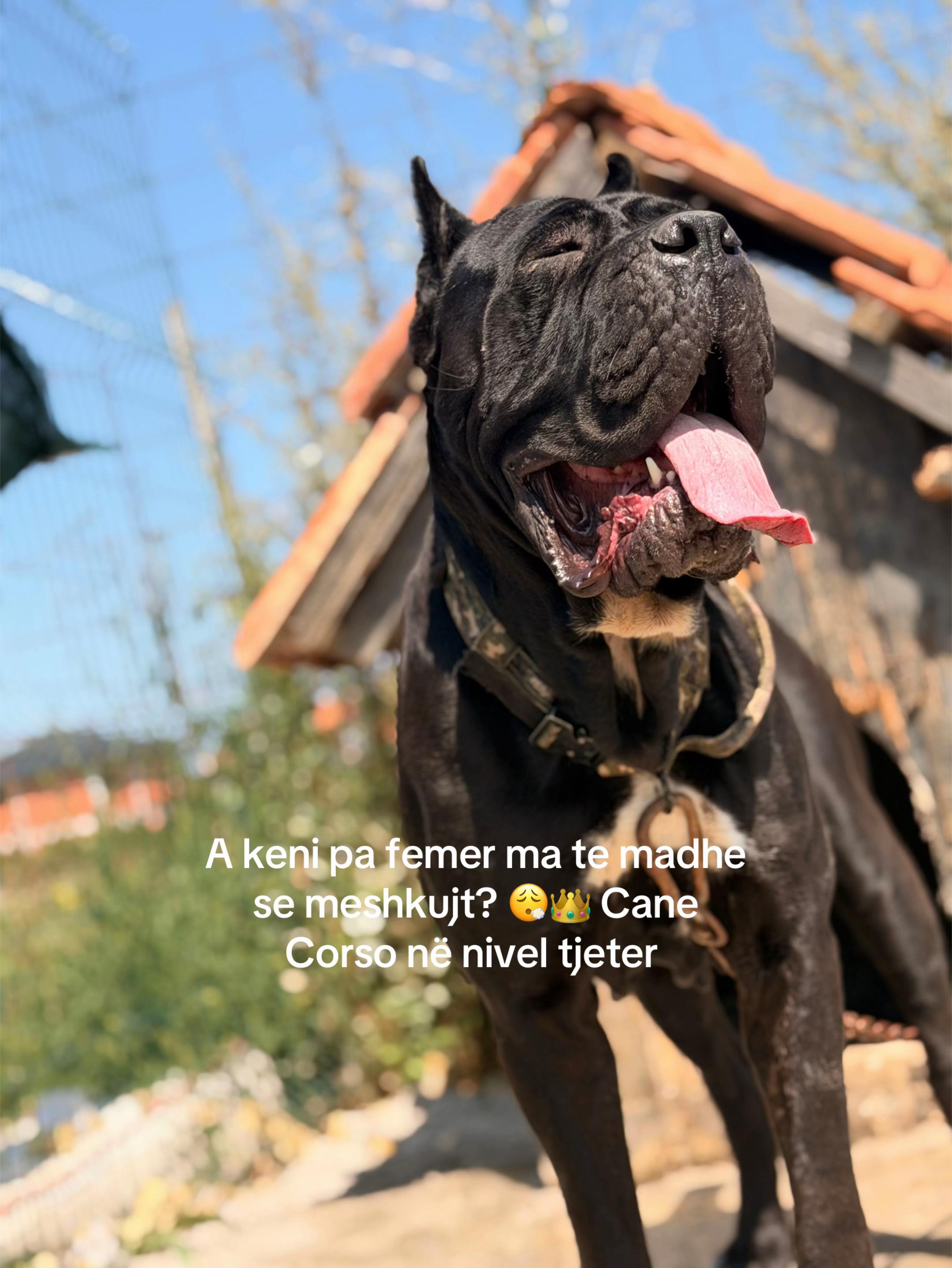 @NeroCaneCorsoKennel