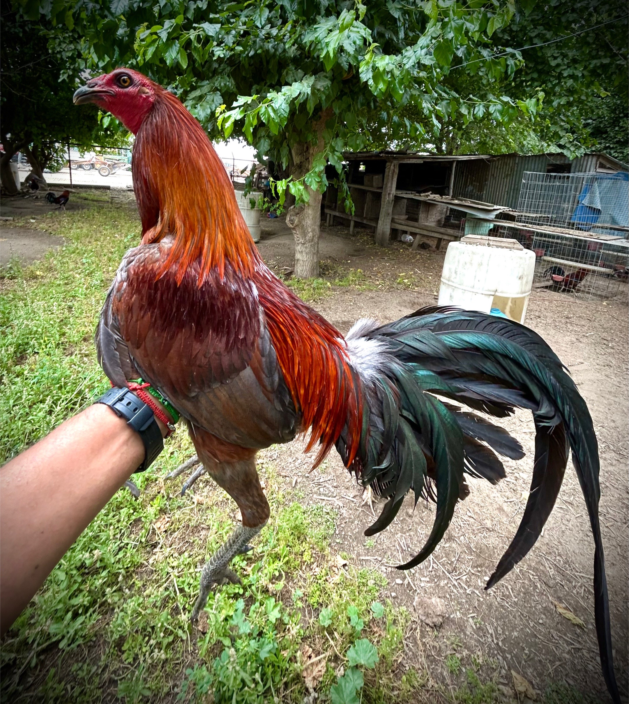 @Villarreal Farm