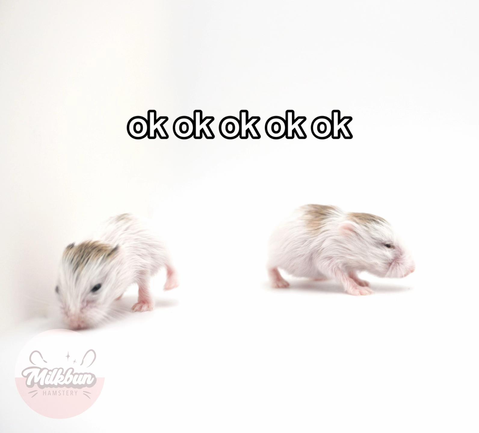 @Milkbun Hamstery 🍡