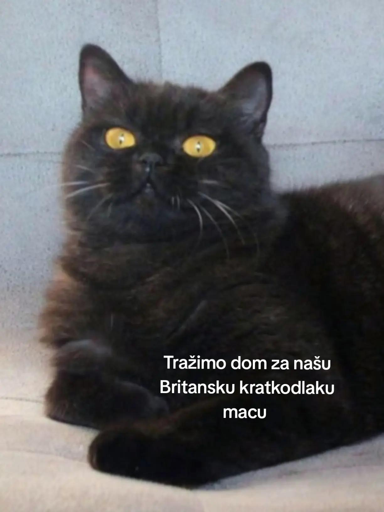 @Britanska kratkodlaka mačka