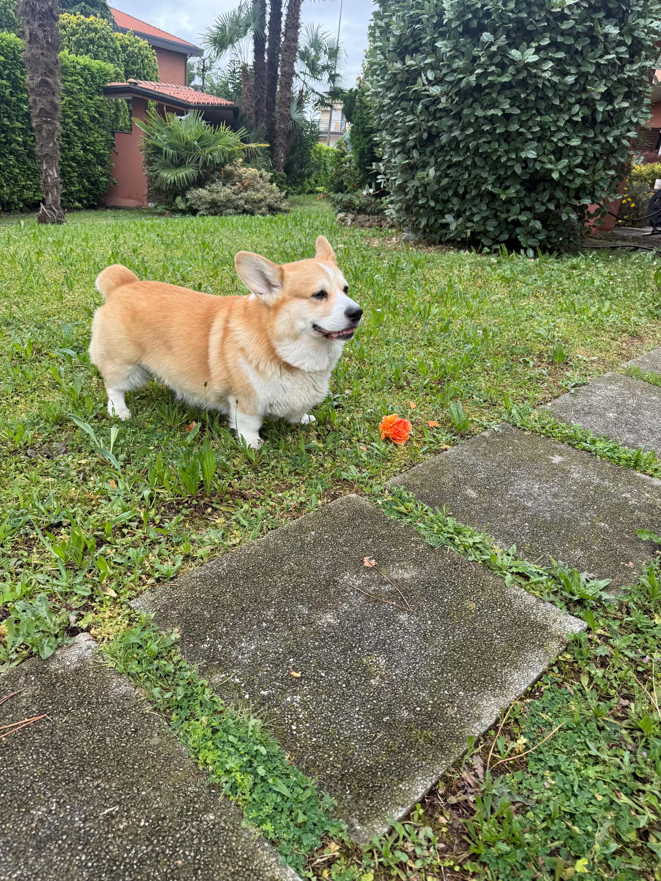 @Cheddar the Corgi